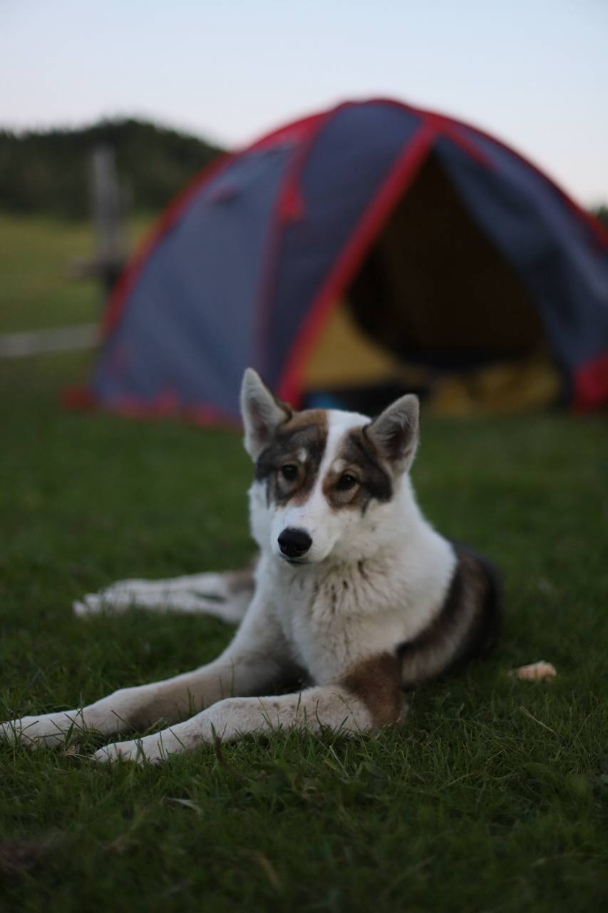 Молодежный конный поход по Алтаю (4/49)