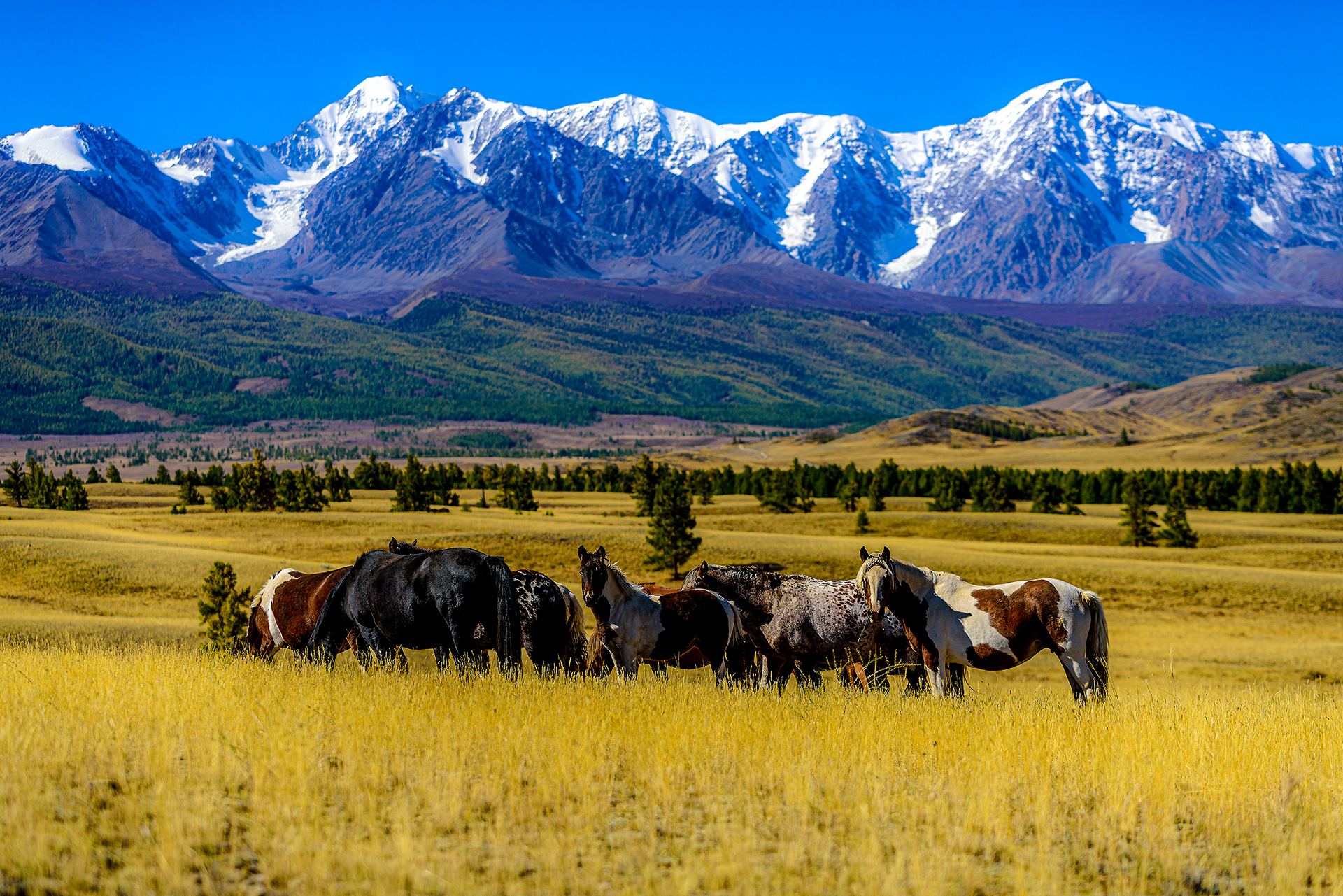 Алтай. Чуйский тракт и Телецкое озеро. (28/47)