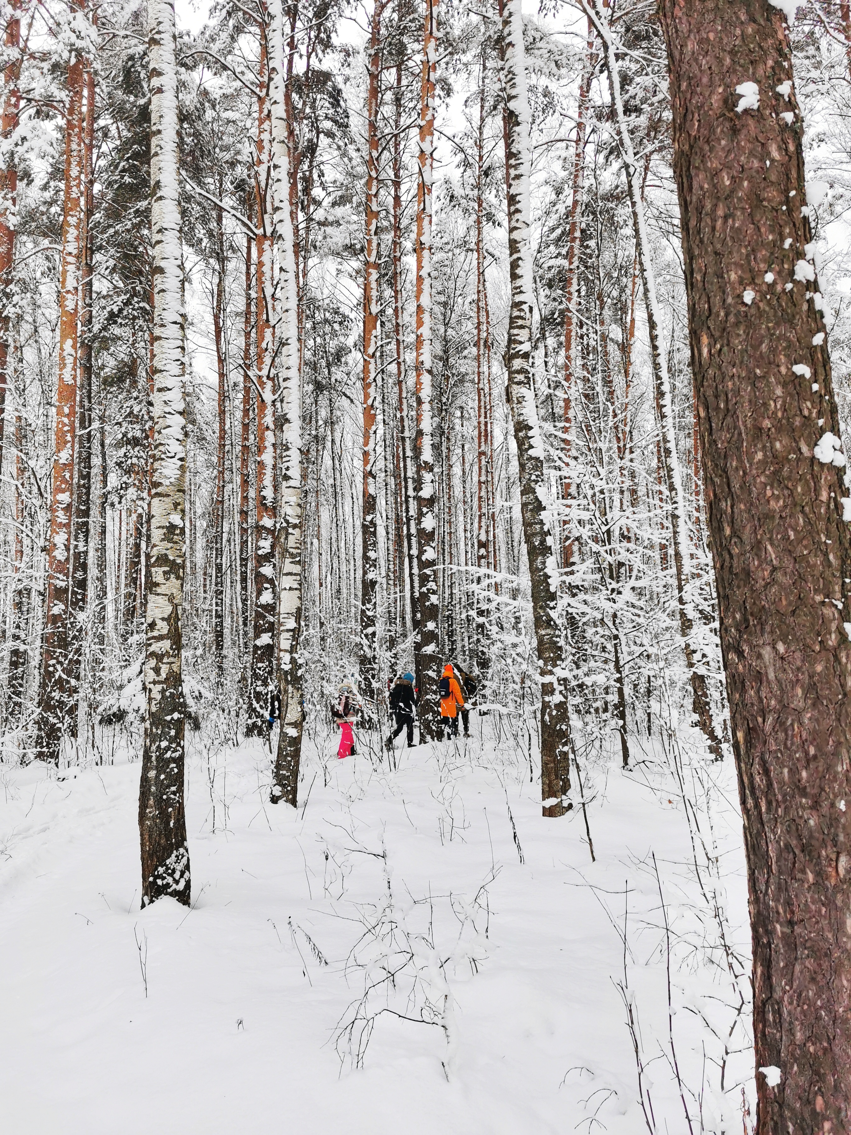 Подмосковная Карелия на снегоступах (3/17)