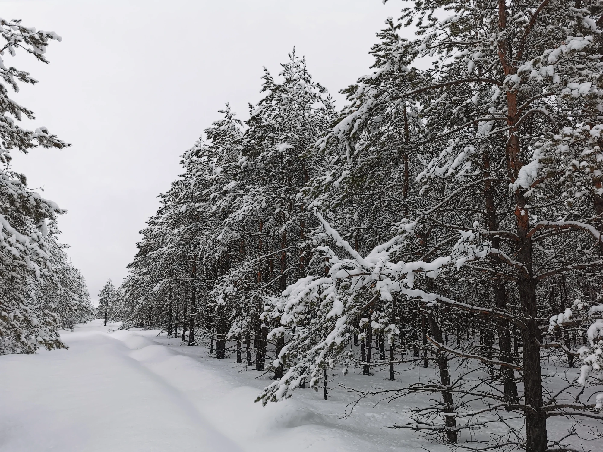 Подмосковная Карелия на снегоступах (8/17)