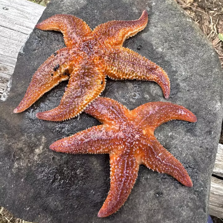 Сплав по реке Умба с выходом в Белое море (8/9)