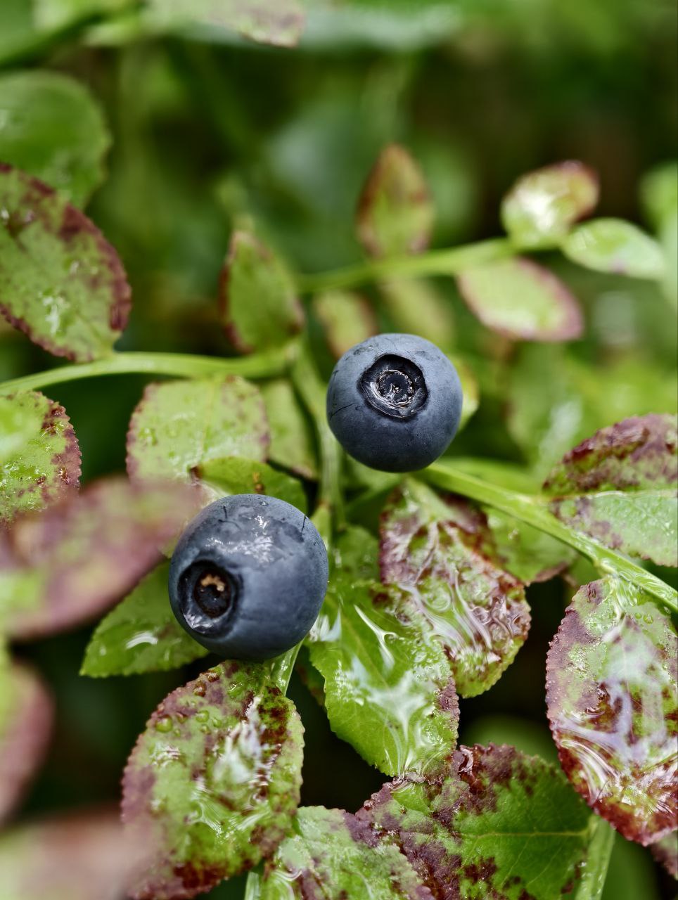 Сплав по реке Умба с выходом в Белое море (9/9)