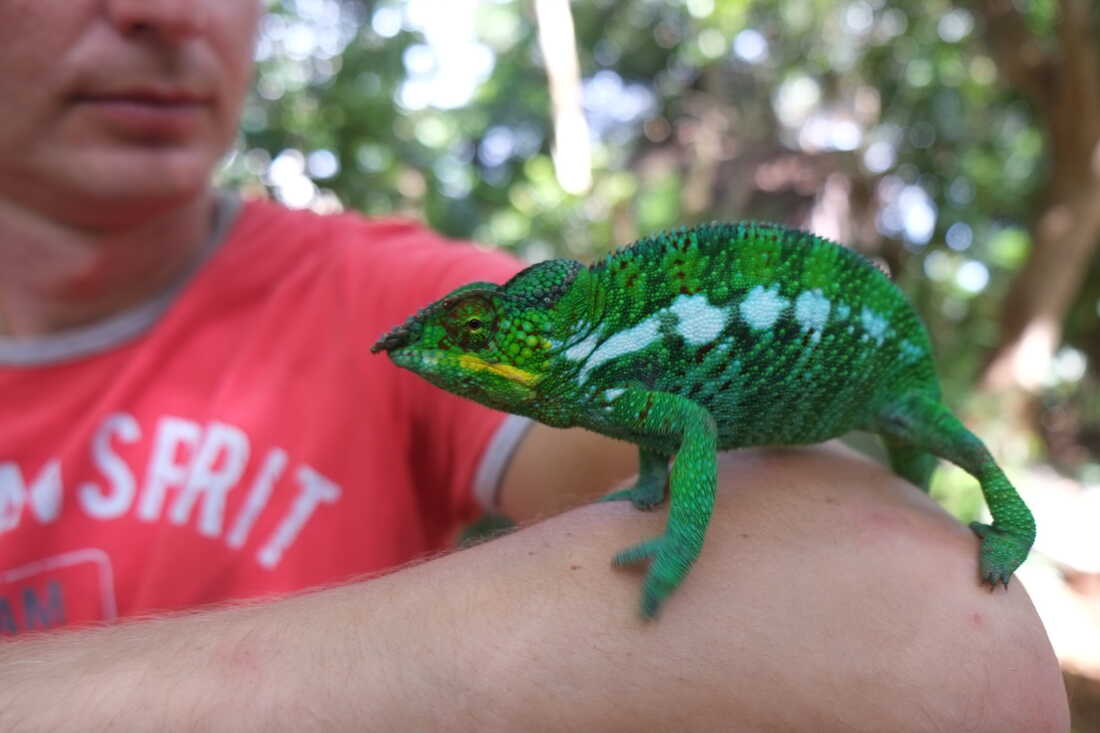 Мадагаскар: Лазурный Рай Нуси-Бе - в который Вы прилетаете без пересадок по стране (5/15)