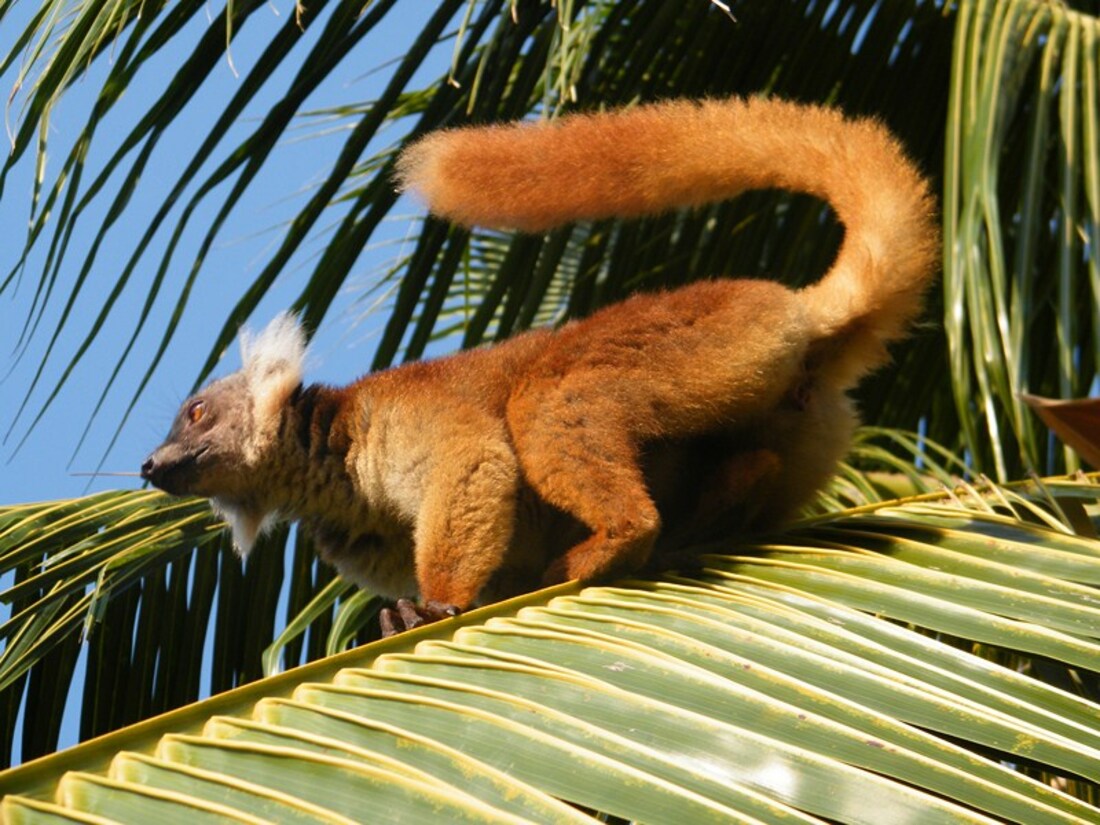 Мадагаскар: Лазурный Рай Нуси-Бе - в который Вы прилетаете без пересадок по стране (14/15)