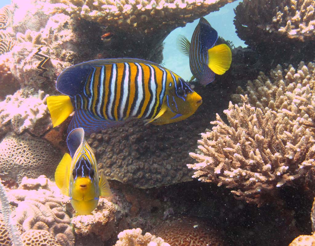 Мадагаскар: Лазурный Рай Нуси-Бе - в который Вы прилетаете без пересадок по стране (13/15)