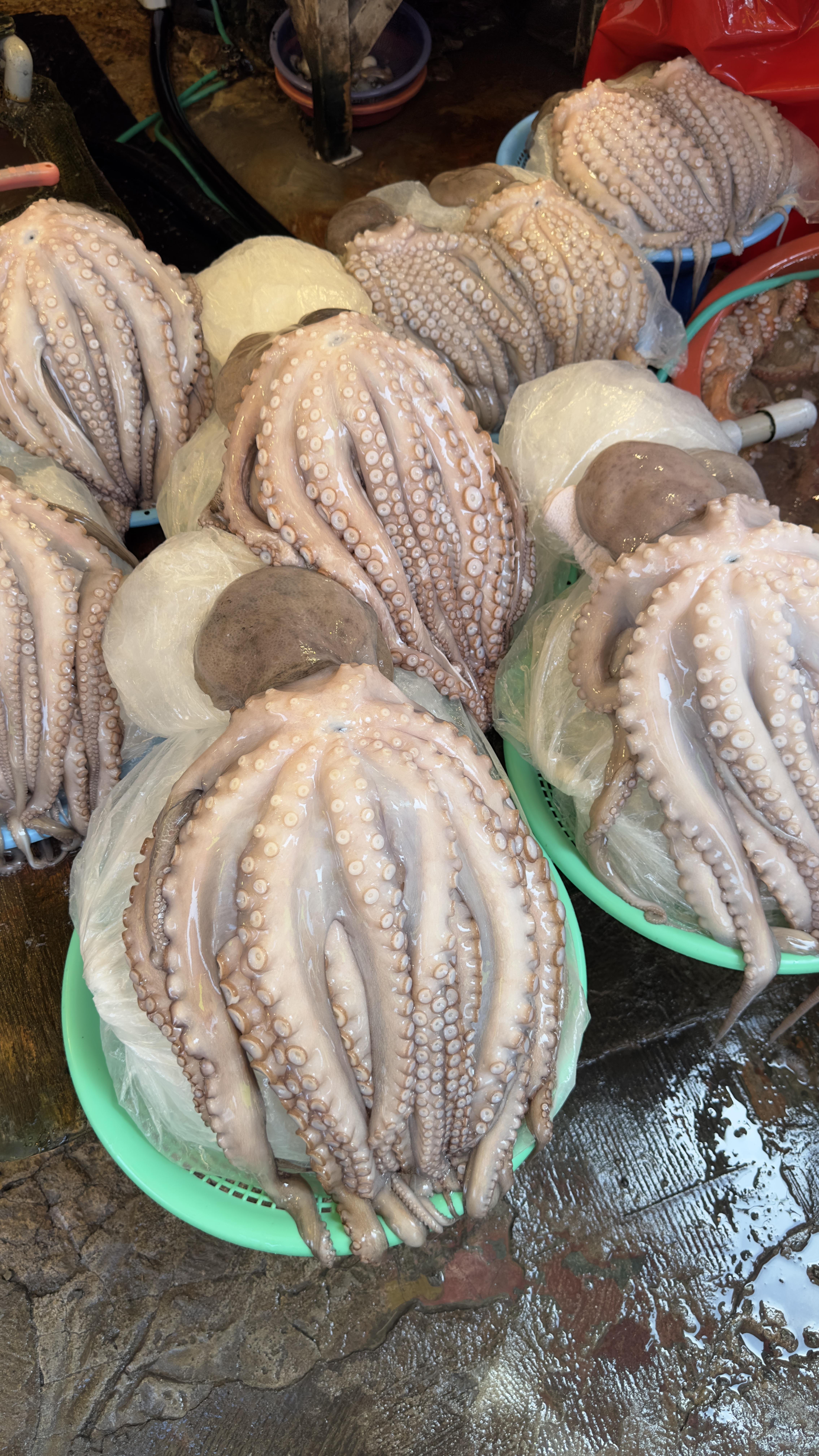 Корея: Чеджу+Пусан+Сеул (14/28)