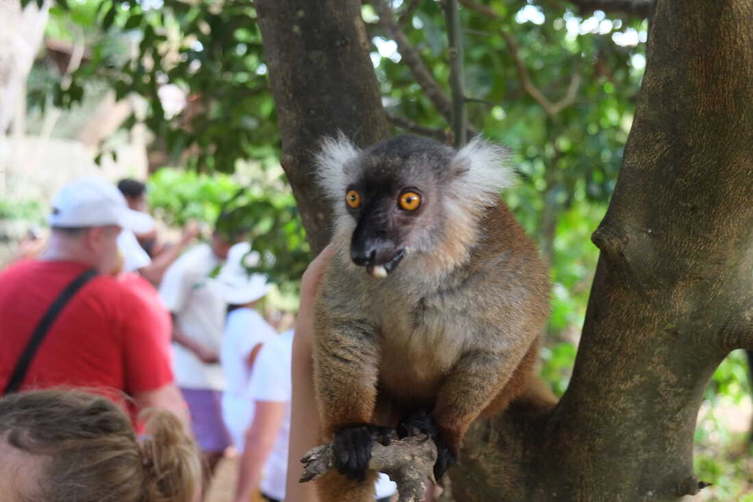 Мадагаскар: Лазурный Рай Нуси-Бе - в который Вы прилетаете без пересадок по стране (15/15)
