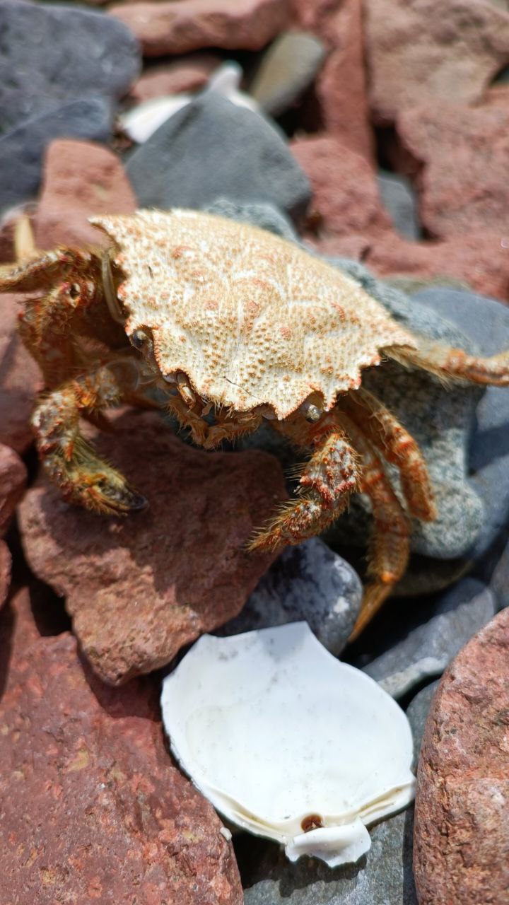 Заповедные истории: леопард, ларги и море (12/17)