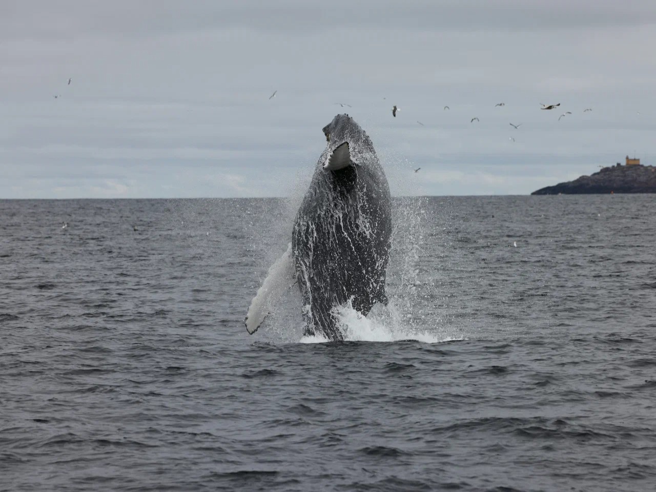 Териберка с морской прогулкой