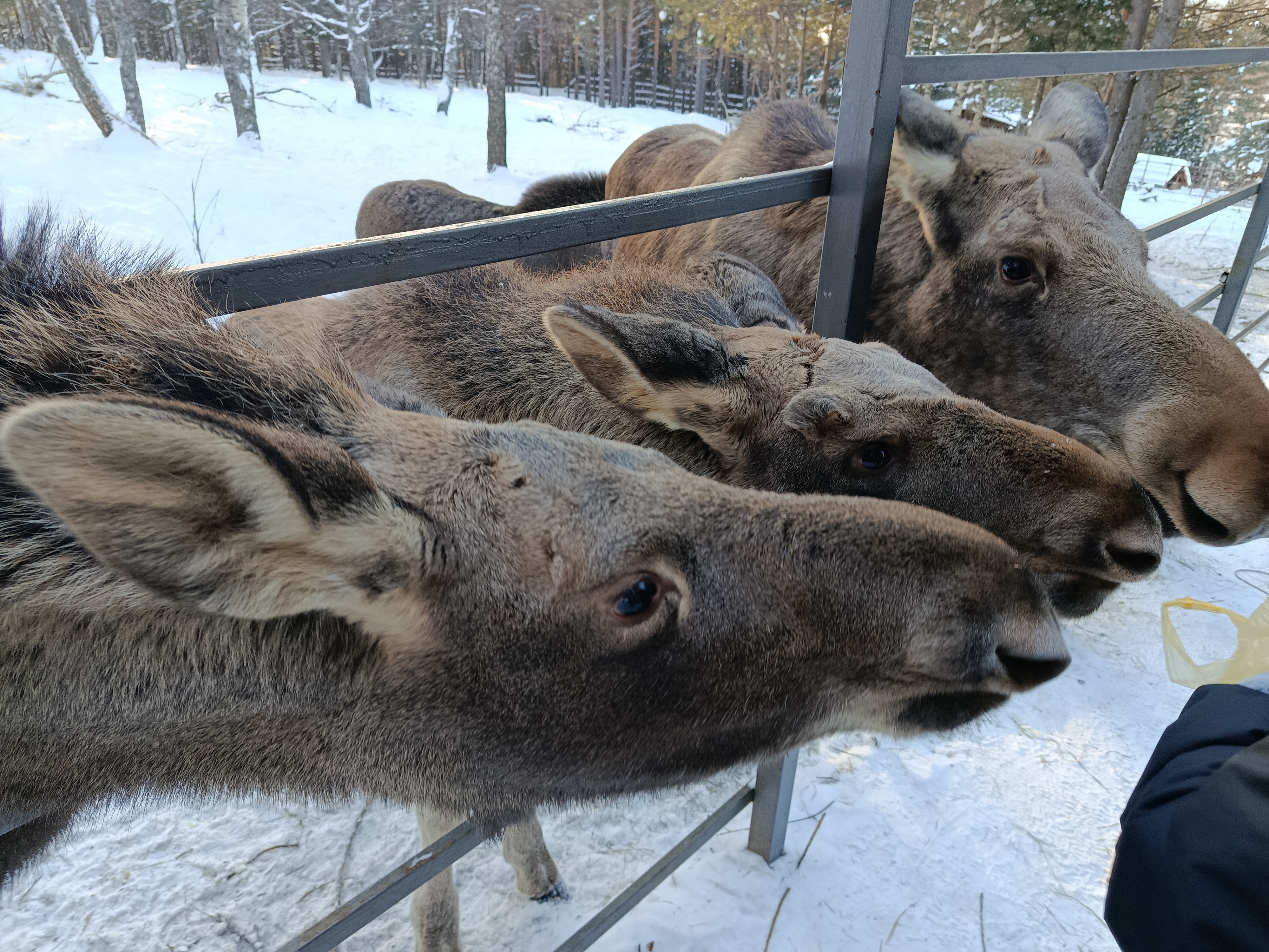 Зимняя перезагрузка на Урале (12/12)