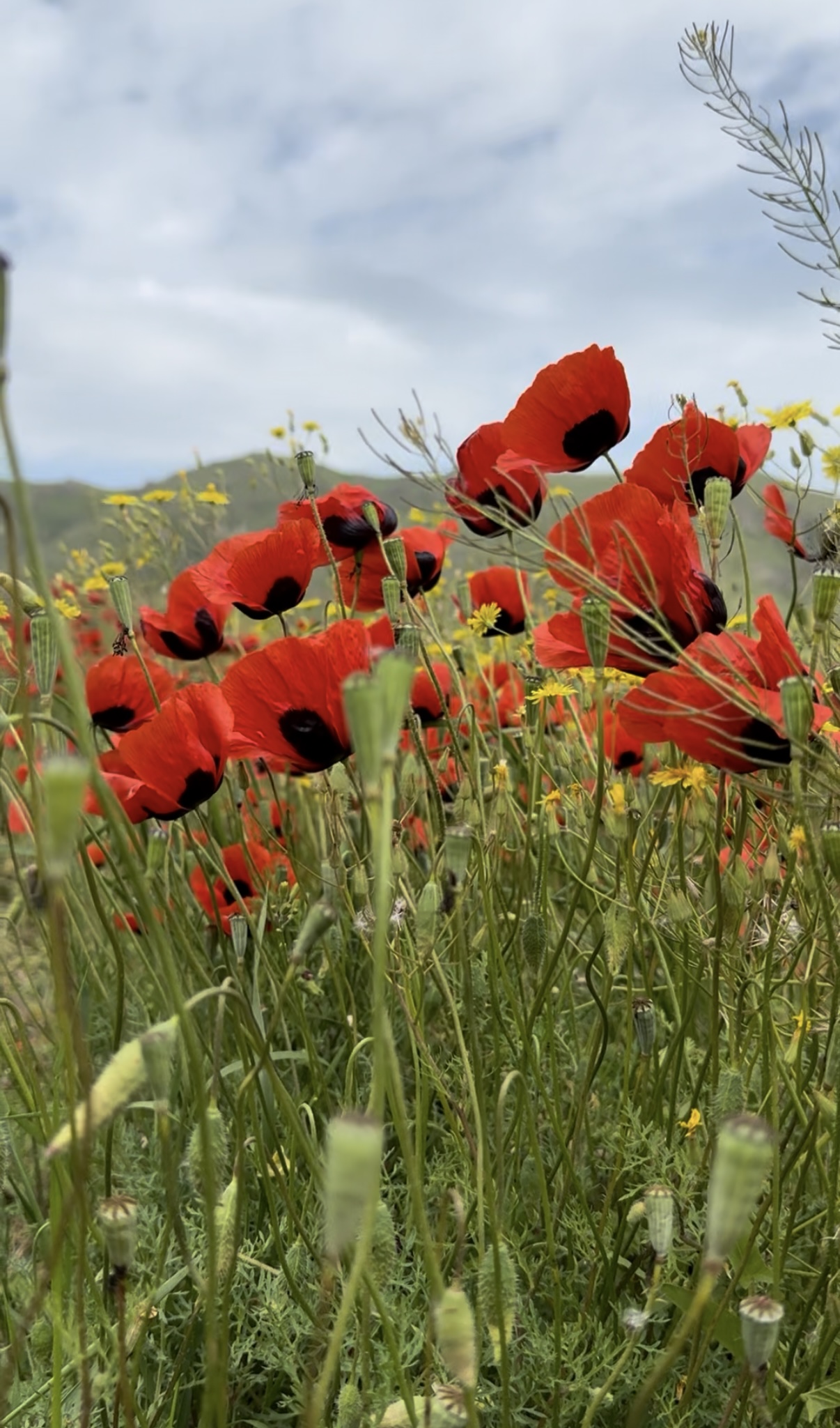 Винно-гастрономический тур: дегустации и мастер-классы (12/30)
