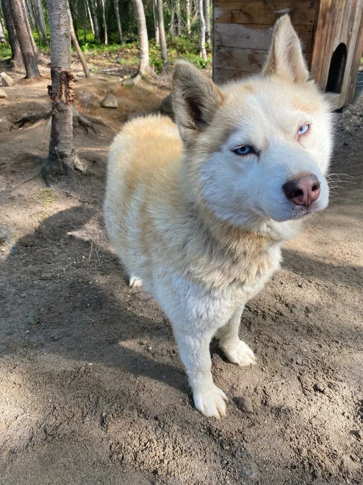 Саамские мотивы (10/11)