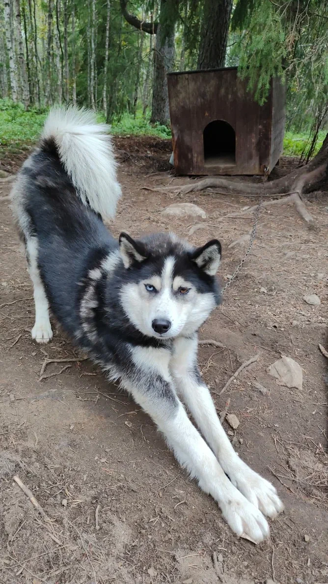 Саамские мотивы (4/11)