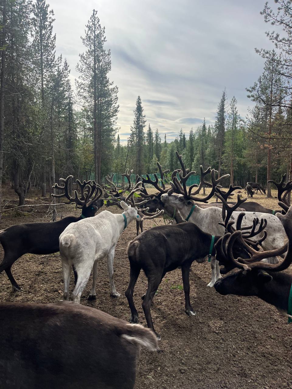 Саамские мотивы (6/11)