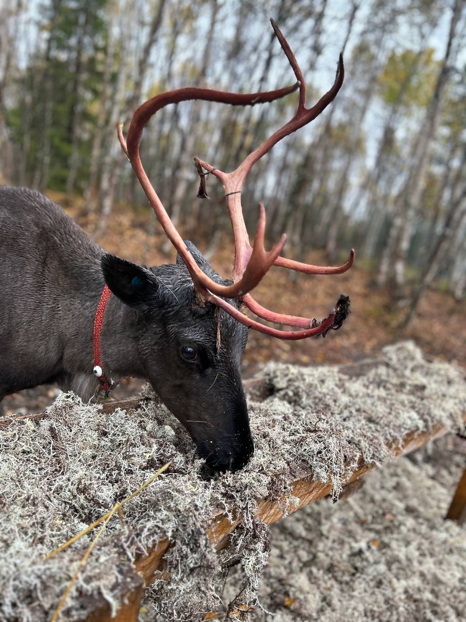 Саамские мотивы (11/11)