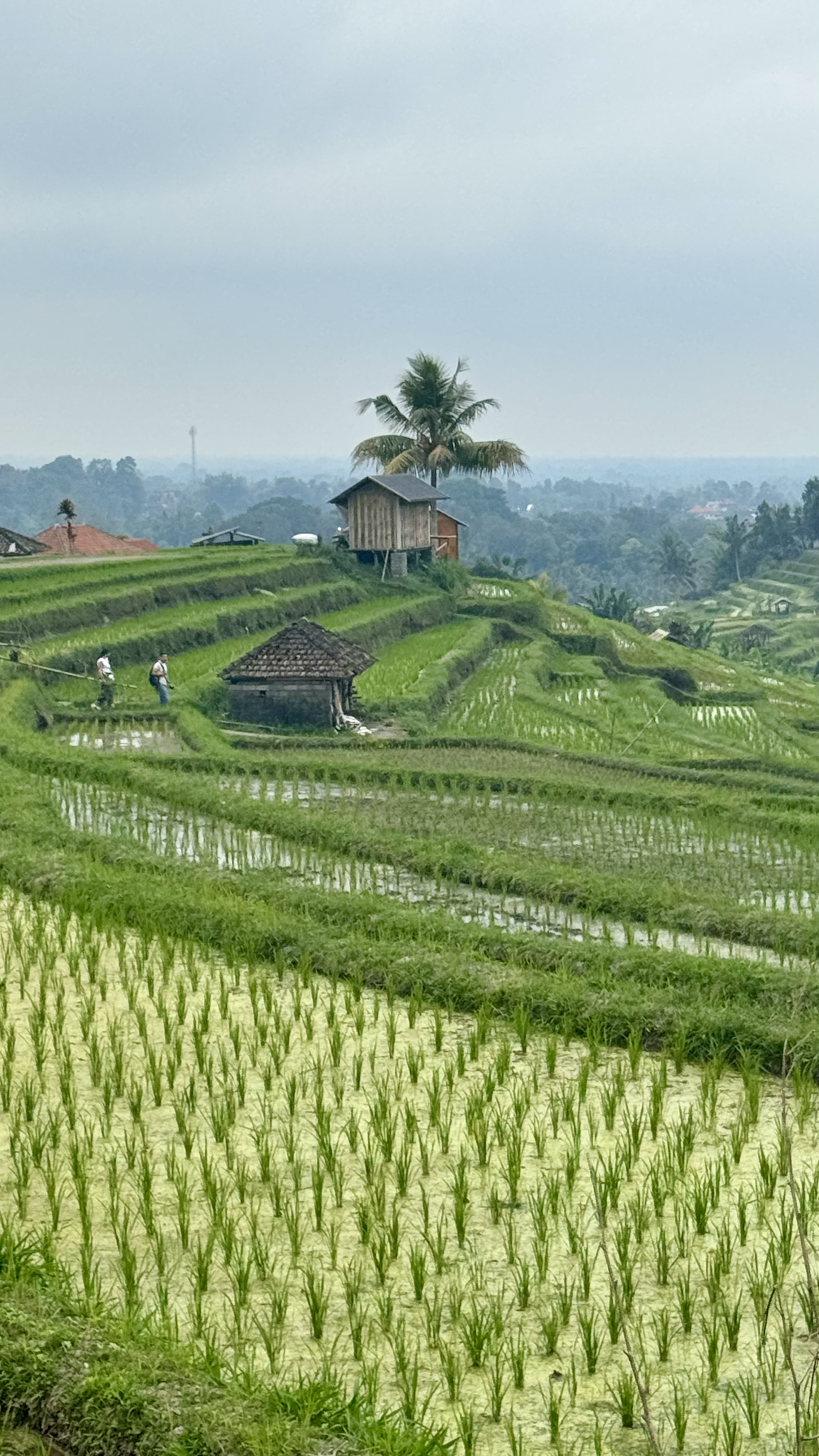 Тропическая Симфония: Бали, Центральная Ява, Малайзия и Вьетнам! (15/57)