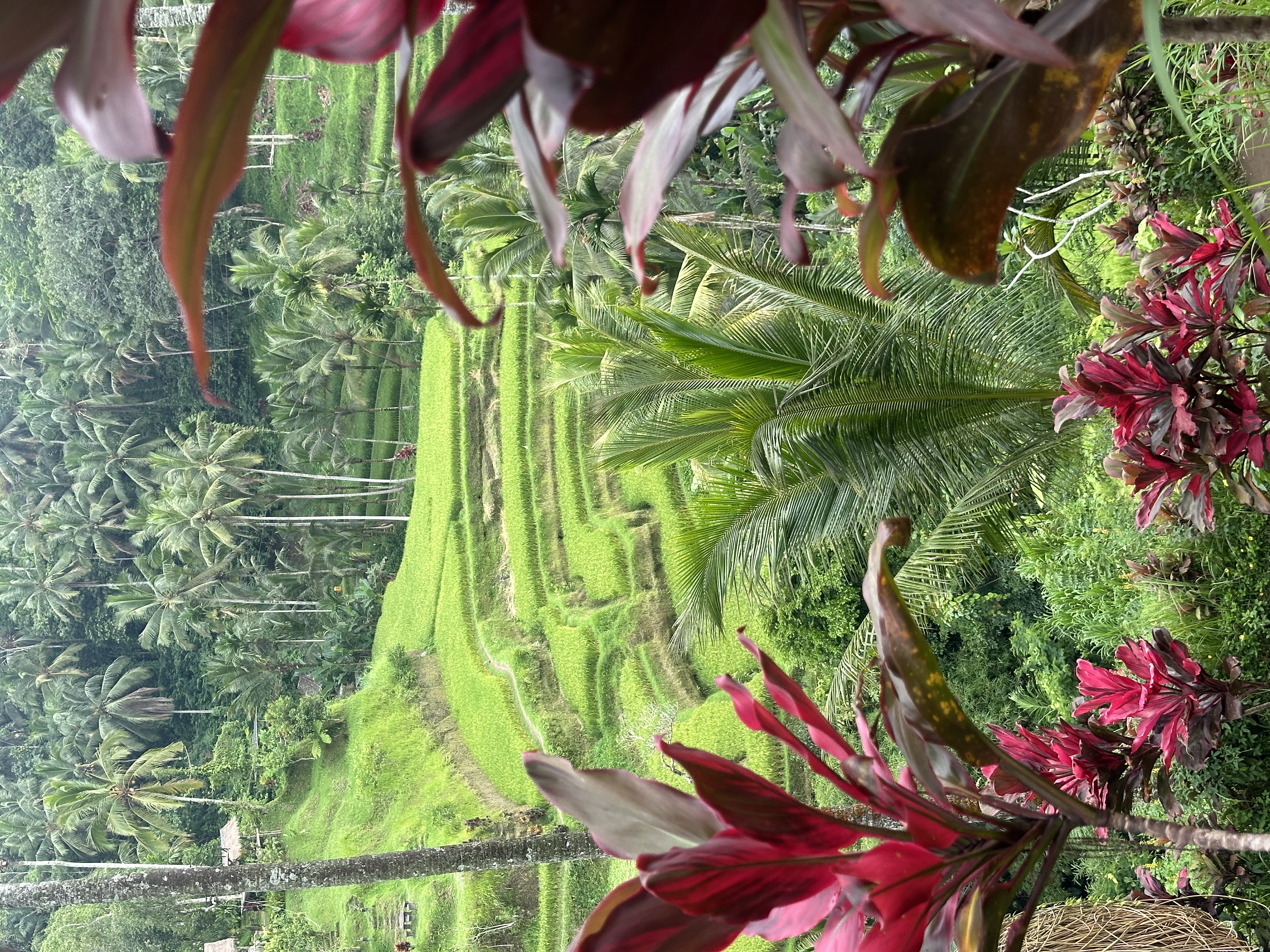 Тропическая Симфония: Бали, Центральная Ява, Малайзия и Вьетнам! (14/57)