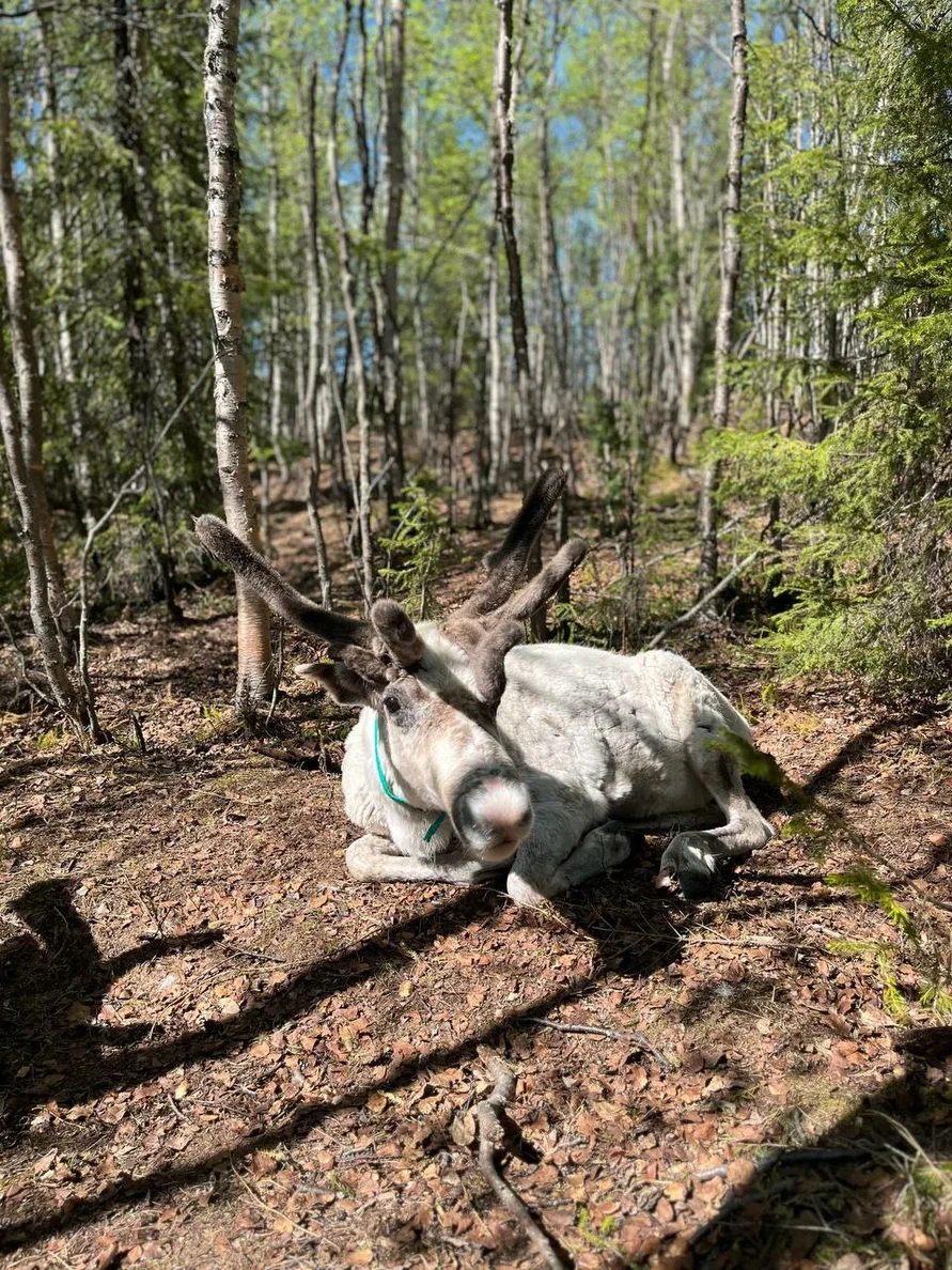 Саамские мотивы (9/11)