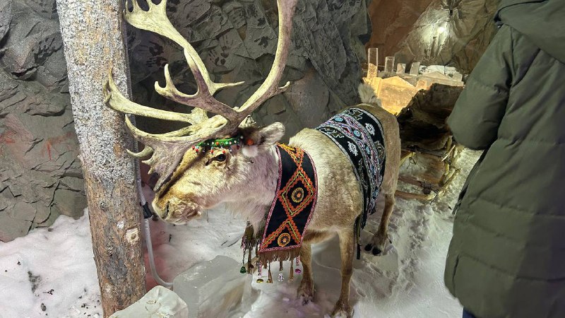 Фестиваль: Полюс Холода 2026 г (3/23)