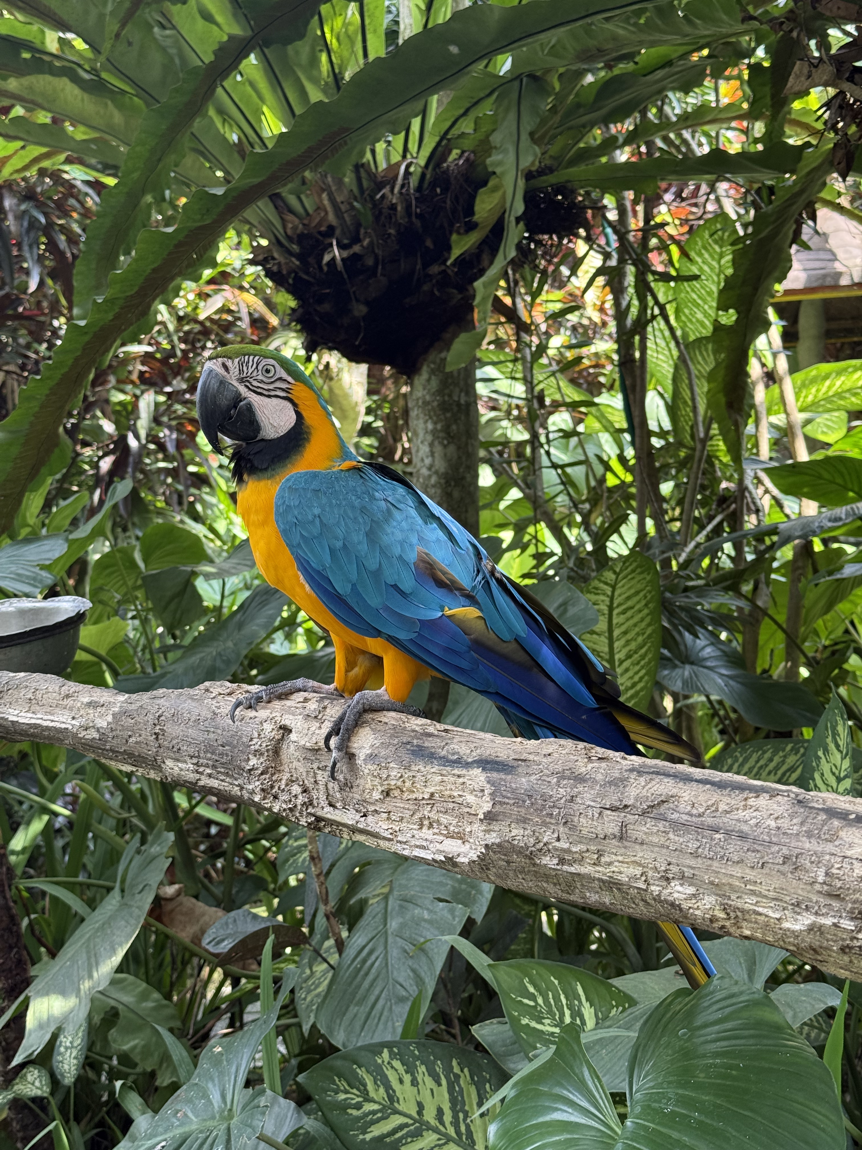 Тропическая Симфония: Бали, Центральная Ява, Малайзия и Вьетнам! (25/57)
