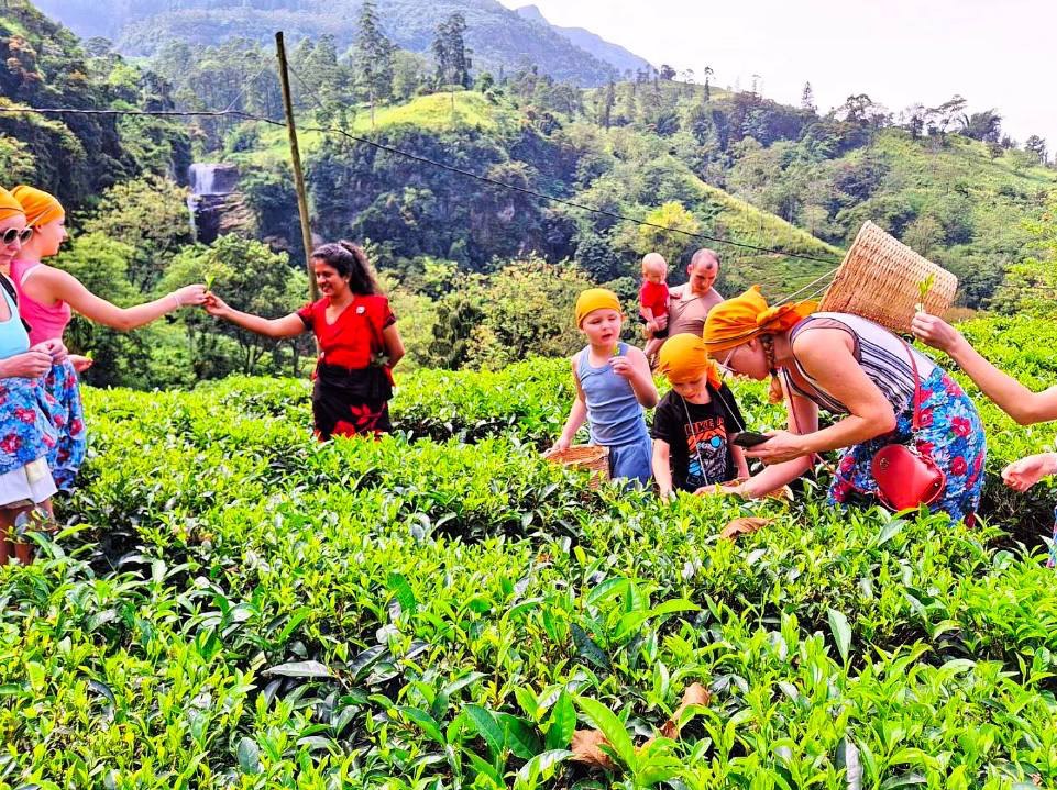 Ретрит с астрологом. Шри-Ланка 9 дней. Путешествие мечты  с личными разборами судьбы (10/21)