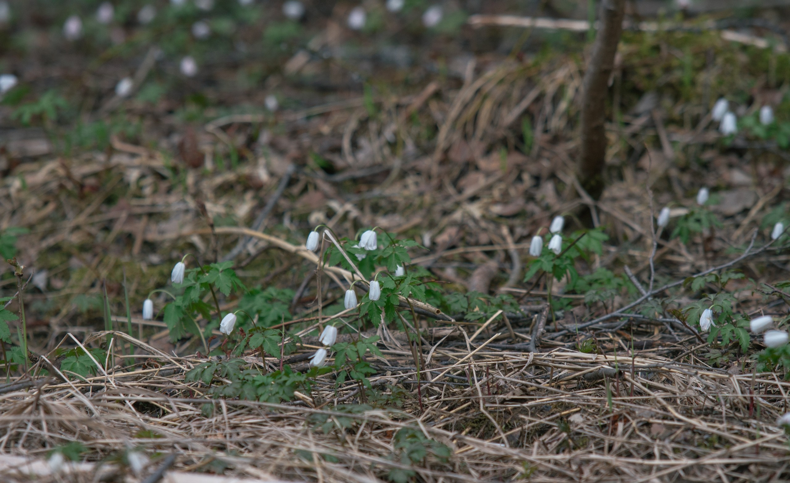 Сплав по реке Малая Кокшага, Марий Эл (4/14)