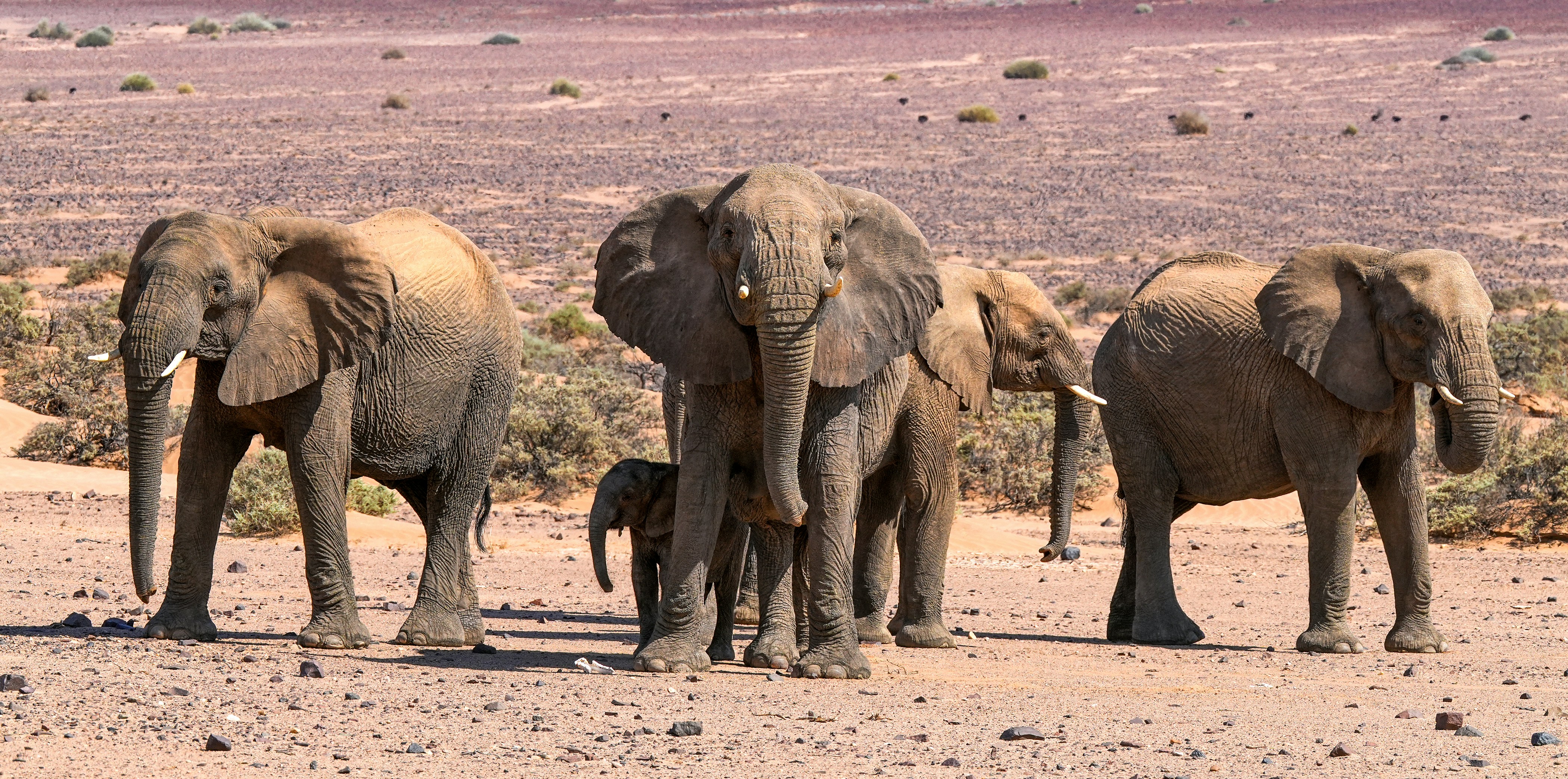 Намибия, Страна, Где Пески Пустыни
Встречаются С Атлантическим
Океаном (5/24)