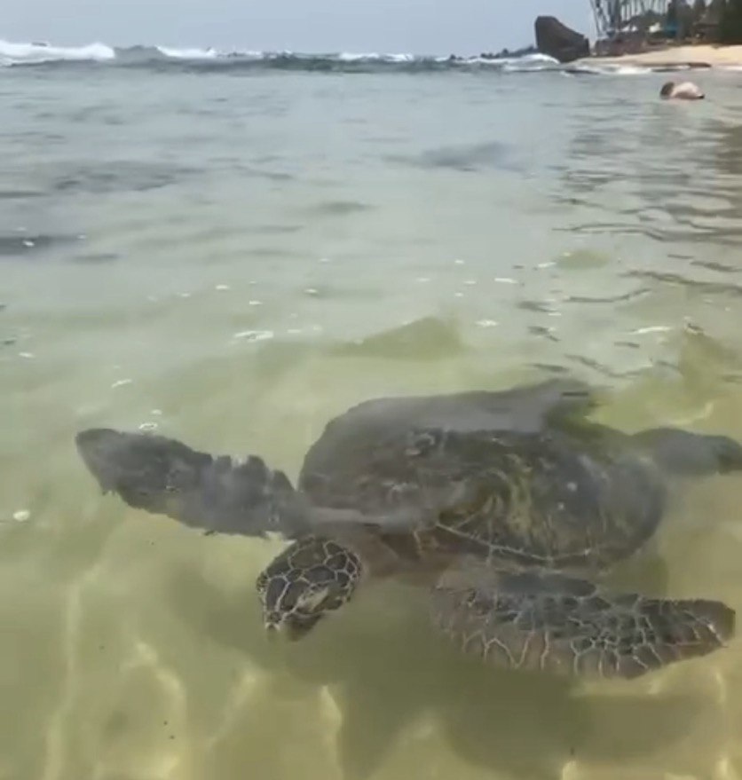 Ретрит с астрологом. Шри-Ланка 9 дней. Путешествие мечты  с личными разборами судьбы (15/21)