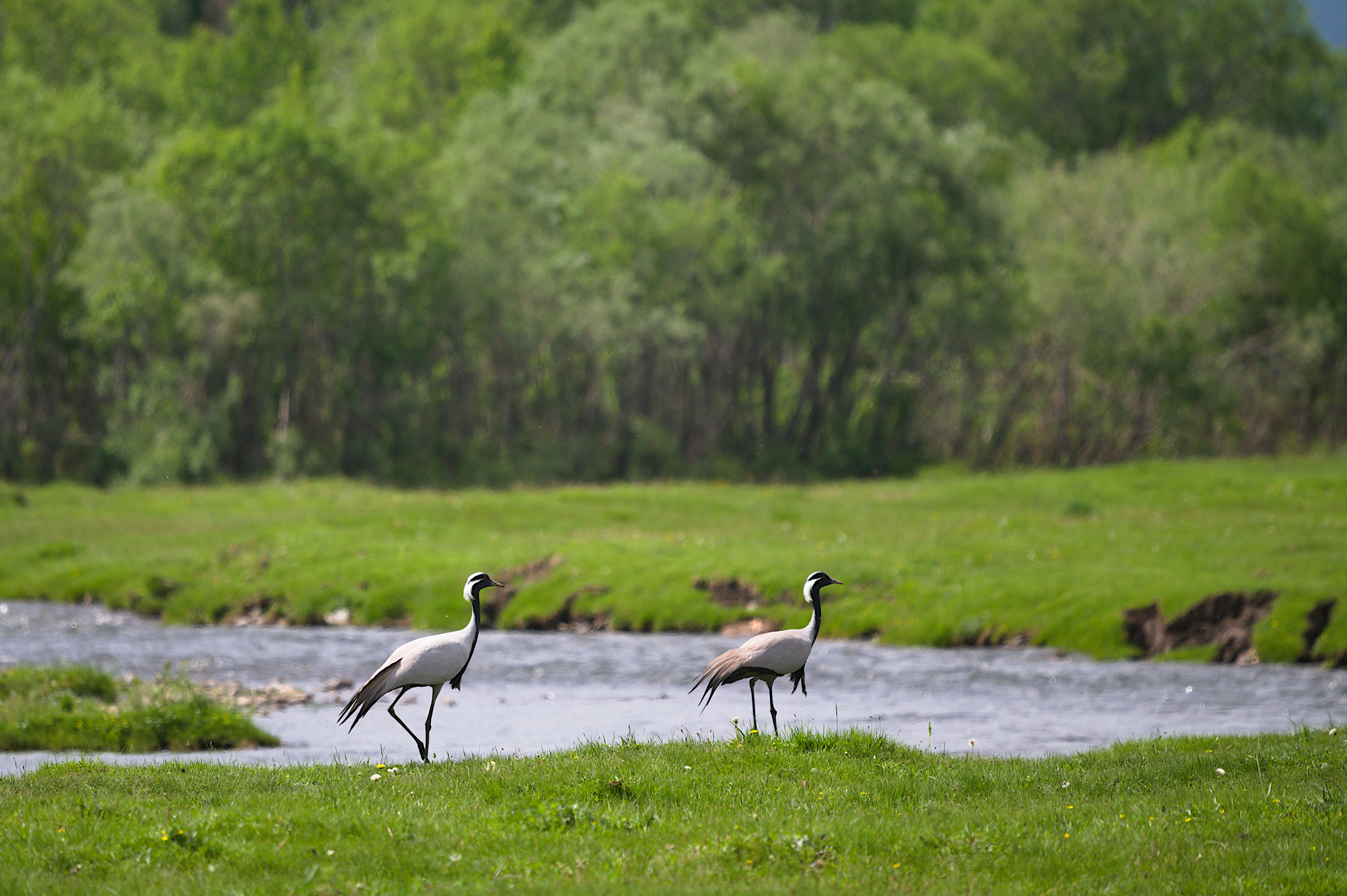 На земле снежного барса. Дикий Алтай (32/39)