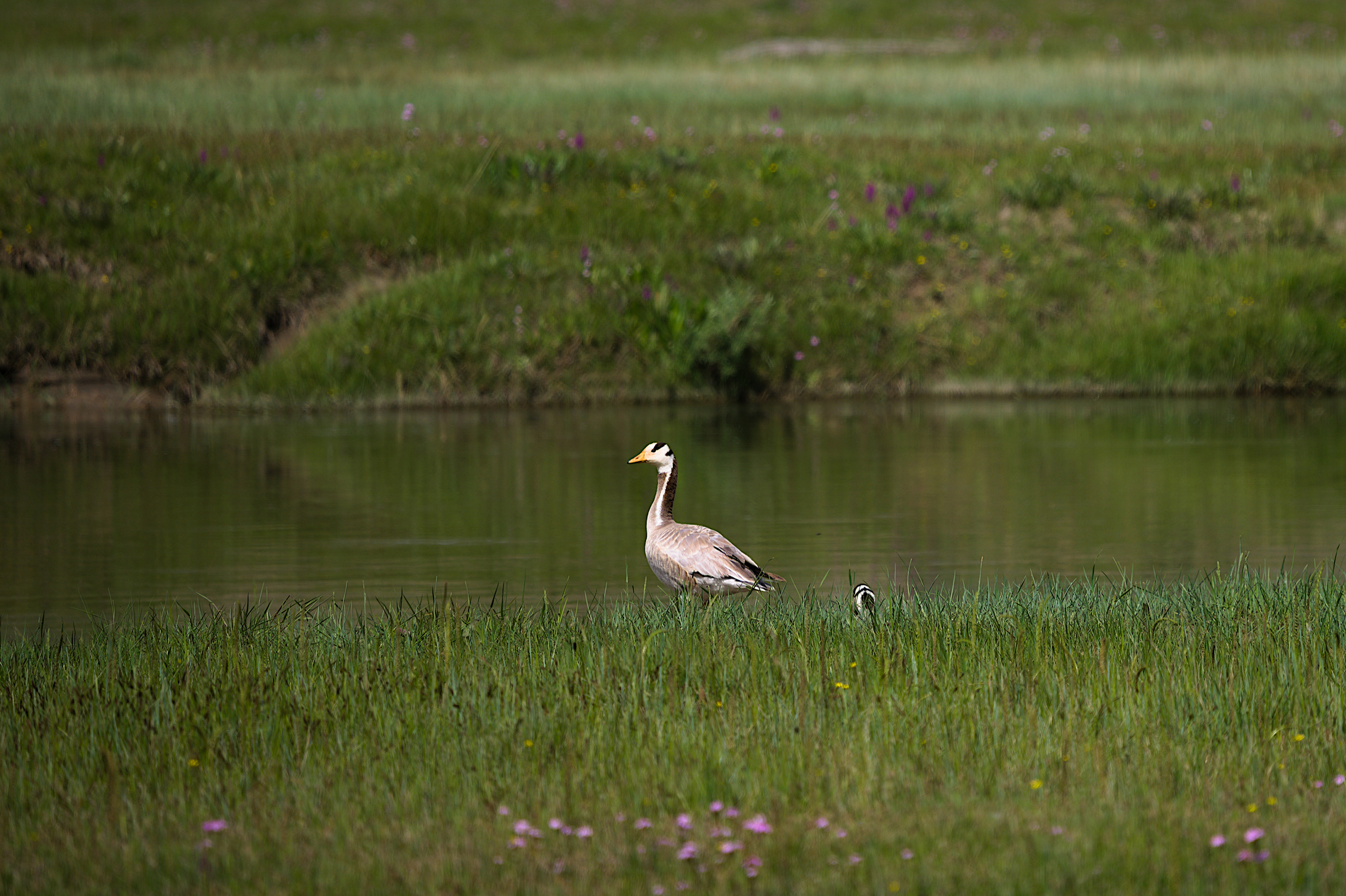 На земле снежного барса. Дикий Алтай (37/39)