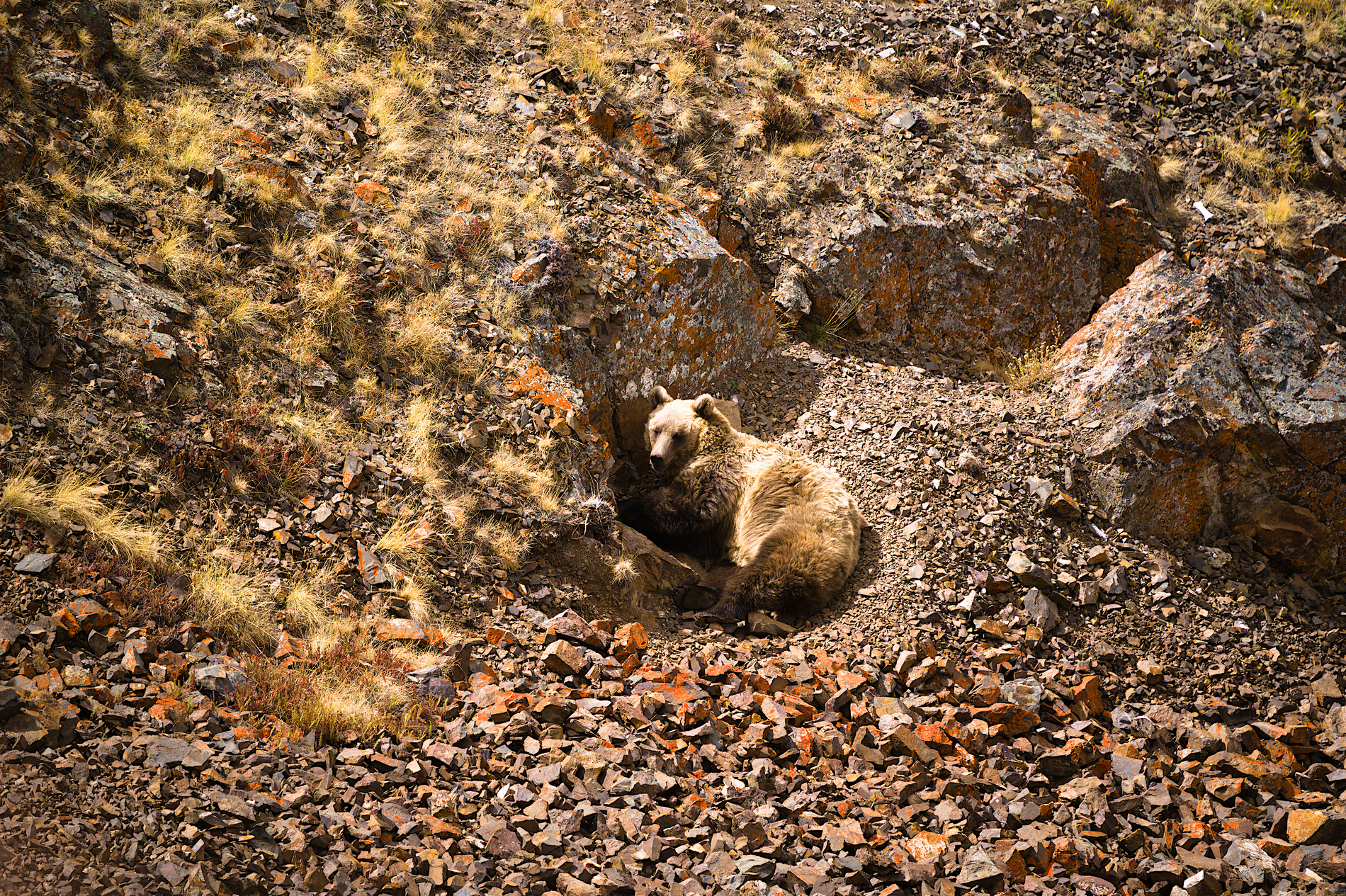 На земле снежного барса. Дикий Алтай (4/39)