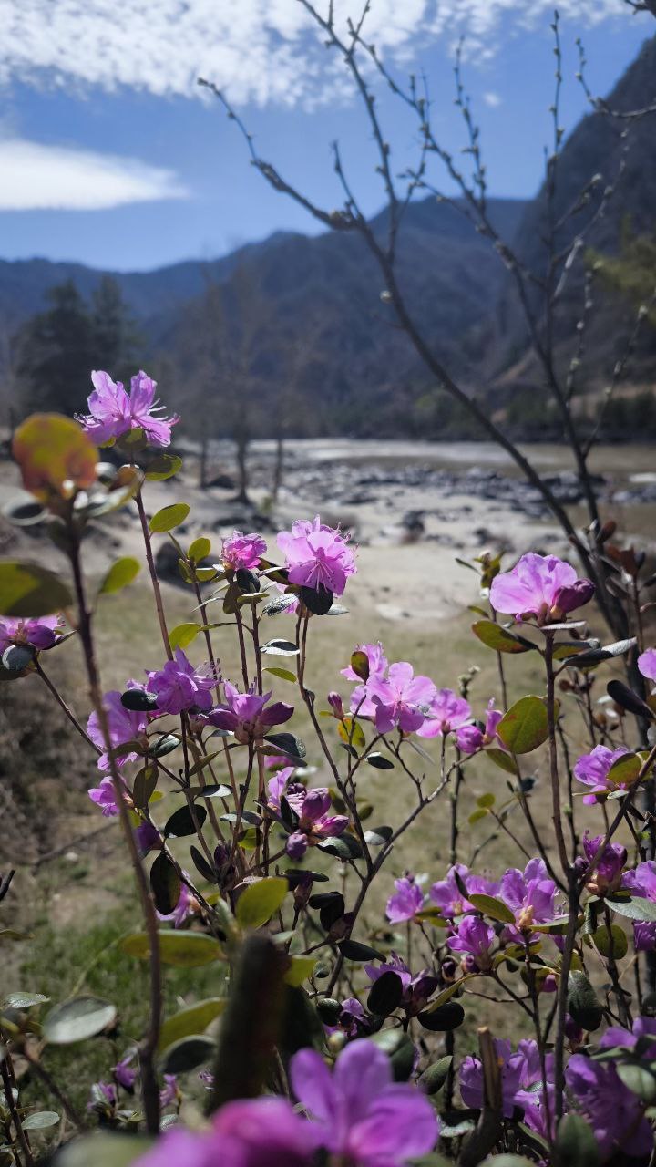 Цветение Маральника - Сиреневые горы Алтая (16/18)