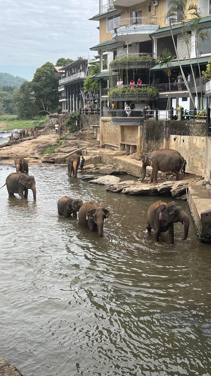 Ретрит с астрологом. Шри-Ланка 9 дней. Путешествие мечты  с личными разборами судьбы (2/21)
