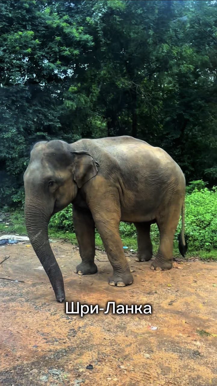 Ретрит с астрологом. Шри-Ланка 9 дней. Путешествие мечты  с личными разборами судьбы (4/21)