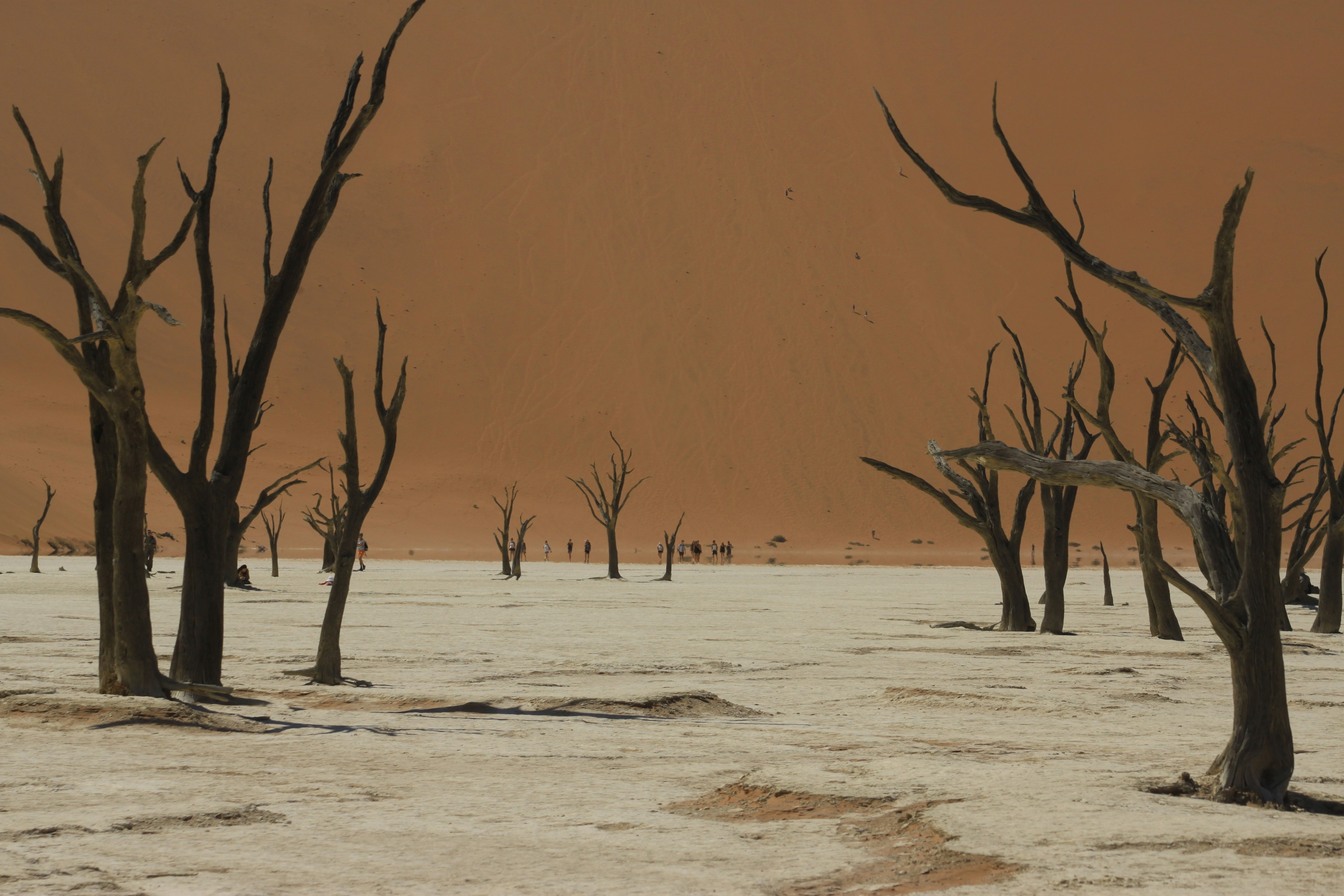 Намибия, Страна, Где Пески Пустыни
Встречаются С Атлантическим
Океаном (7/24)