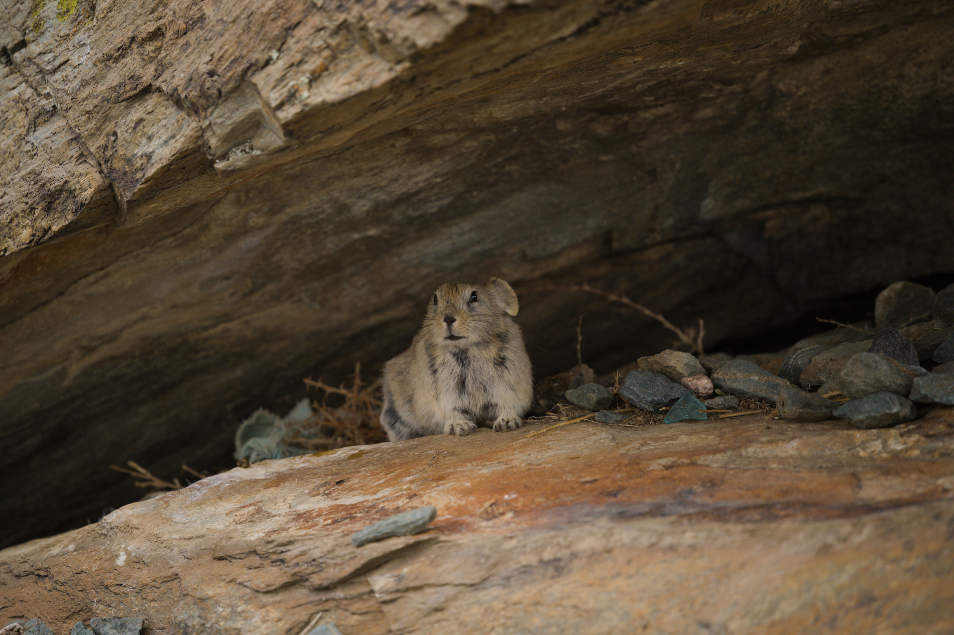 На земле снежного барса. Дикий Алтай (39/39)
