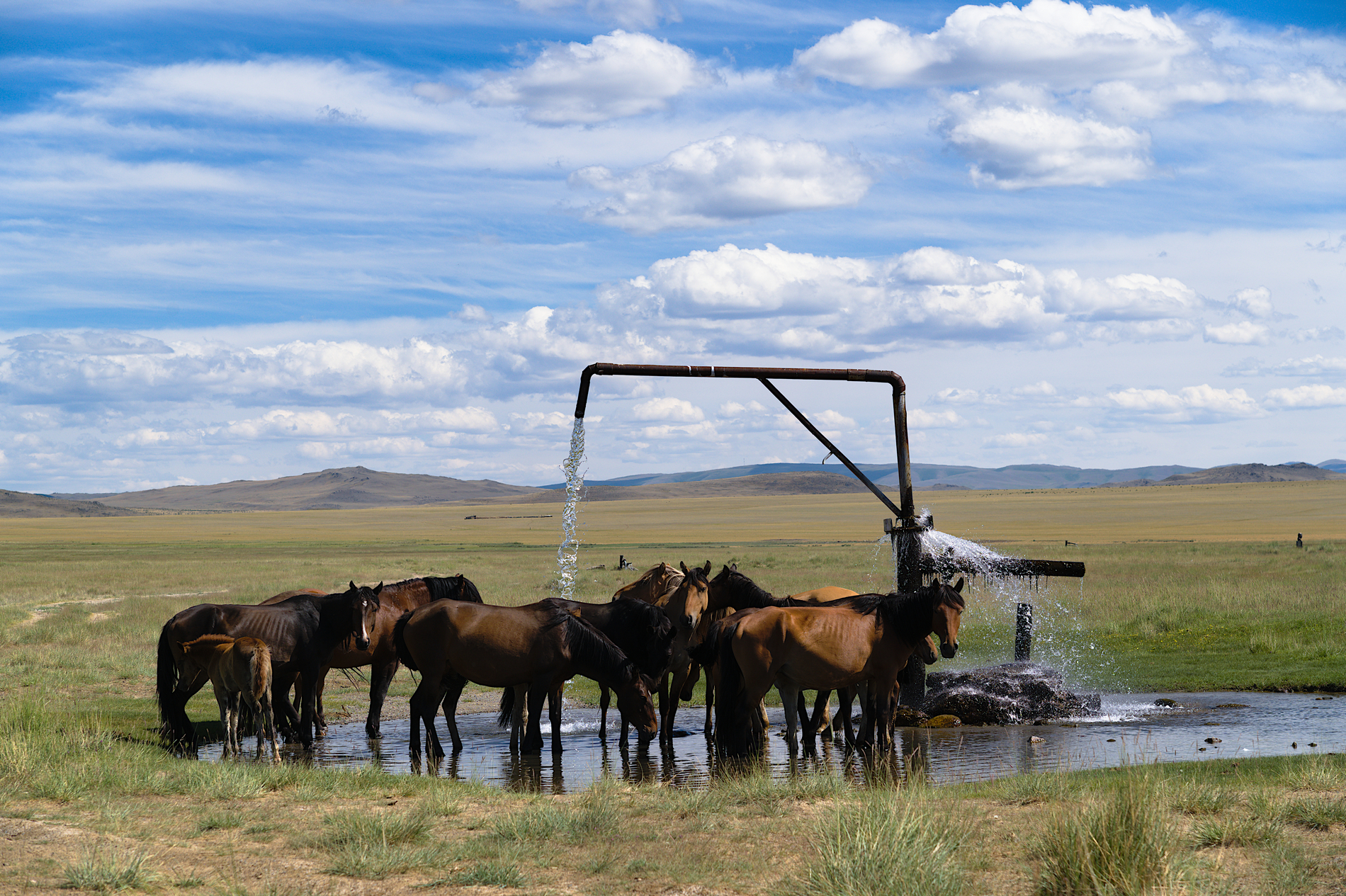 На земле снежного барса. Дикий Алтай (27/39)