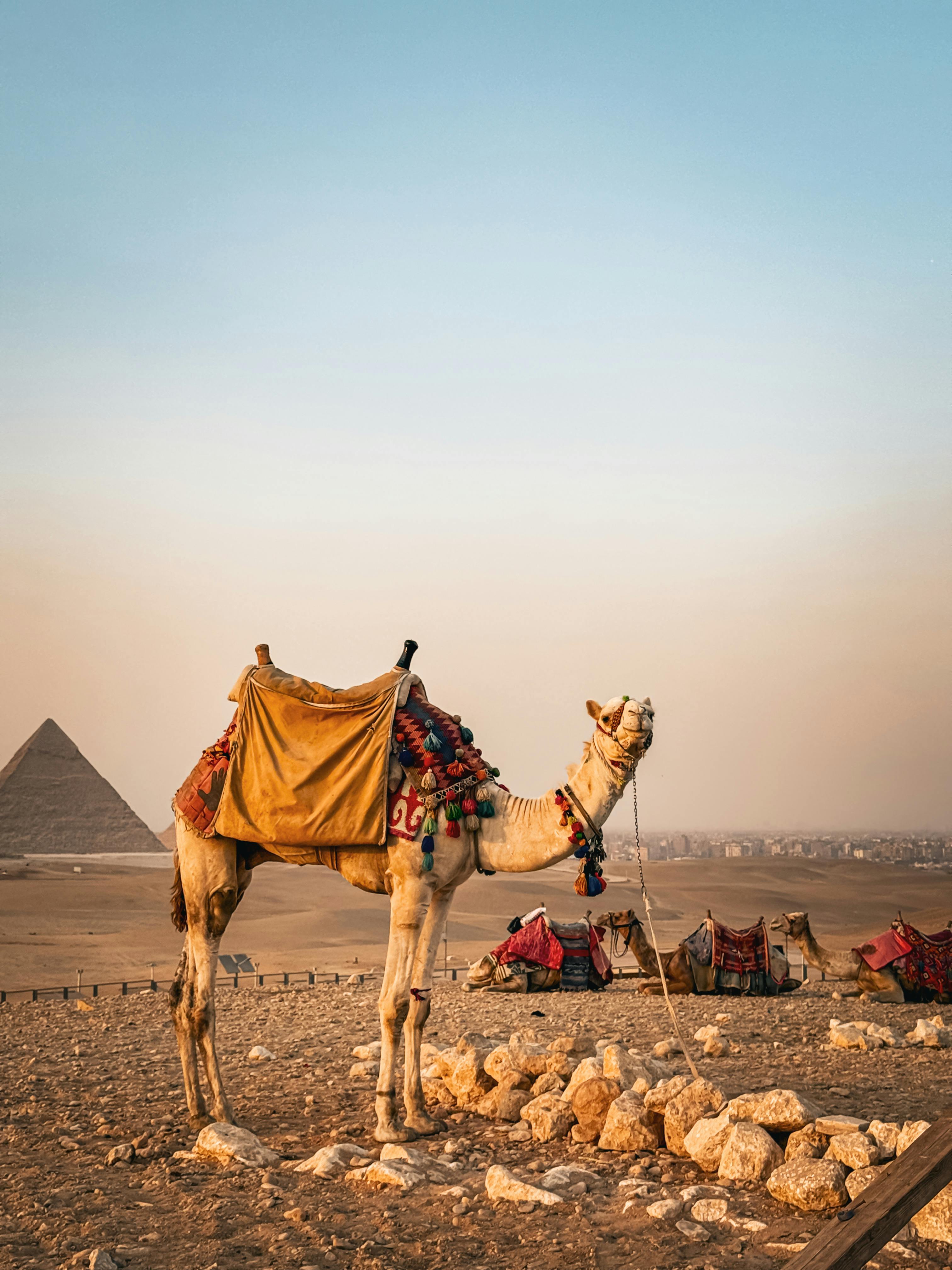 Египет: фестиваль Zamna Festival + Белая и Чёрная пустыни (12/23)