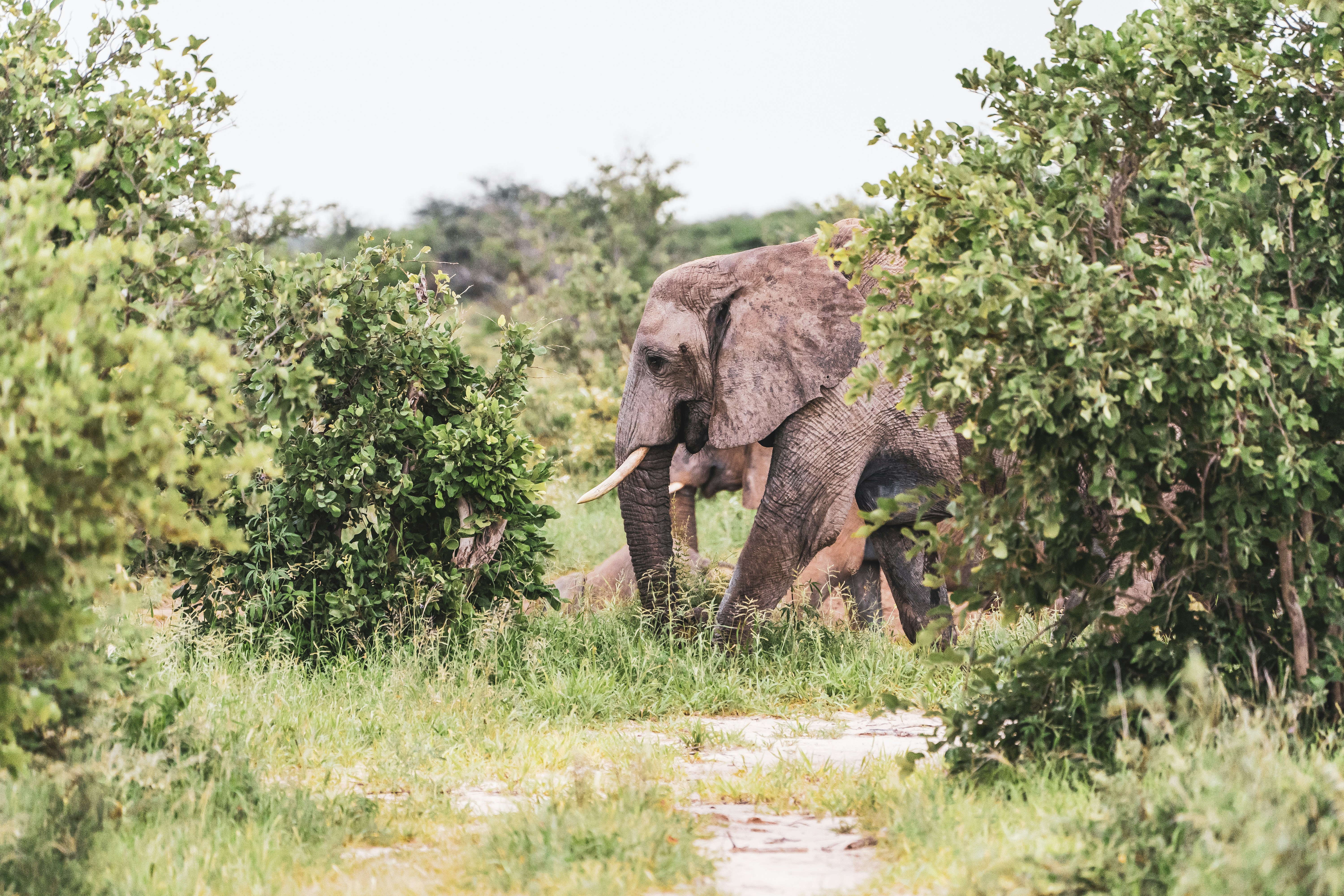 Намибия, Страна, Где Пески Пустыни
Встречаются С Атлантическим
Океаном (20/24)