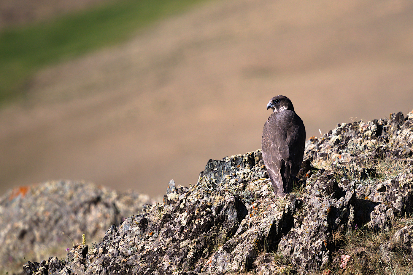 На земле снежного барса. Дикий Алтай (30/39)