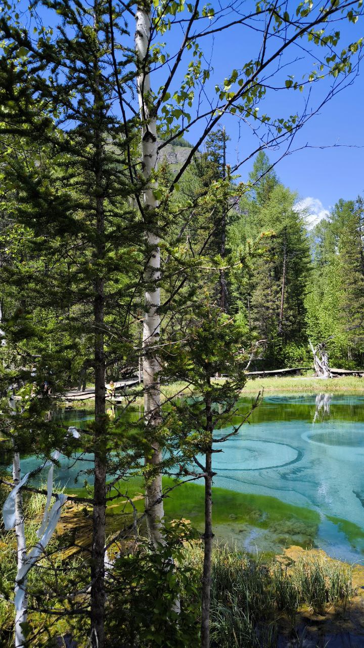 Цветение Маральника - Сиреневые горы Алтая (15/18)