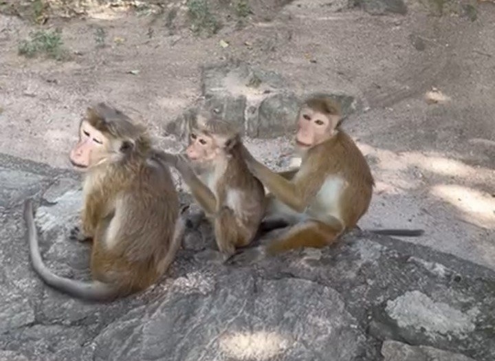 Ретрит с астрологом. Шри-Ланка 9 дней. Путешествие мечты  с личными разборами судьбы (16/21)