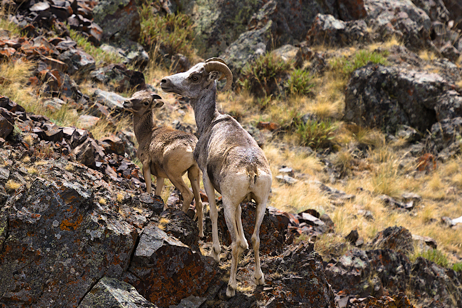На земле снежного барса. Дикий Алтай (23/39)