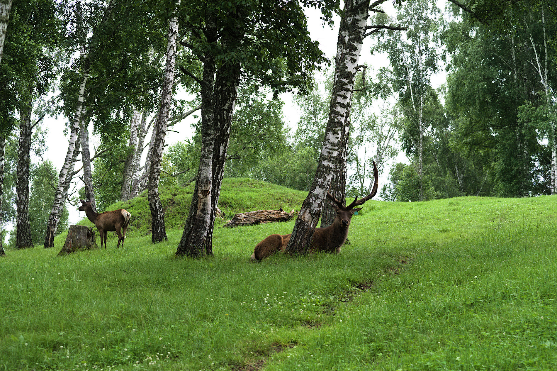 На земле снежного барса. Дикий Алтай (31/39)