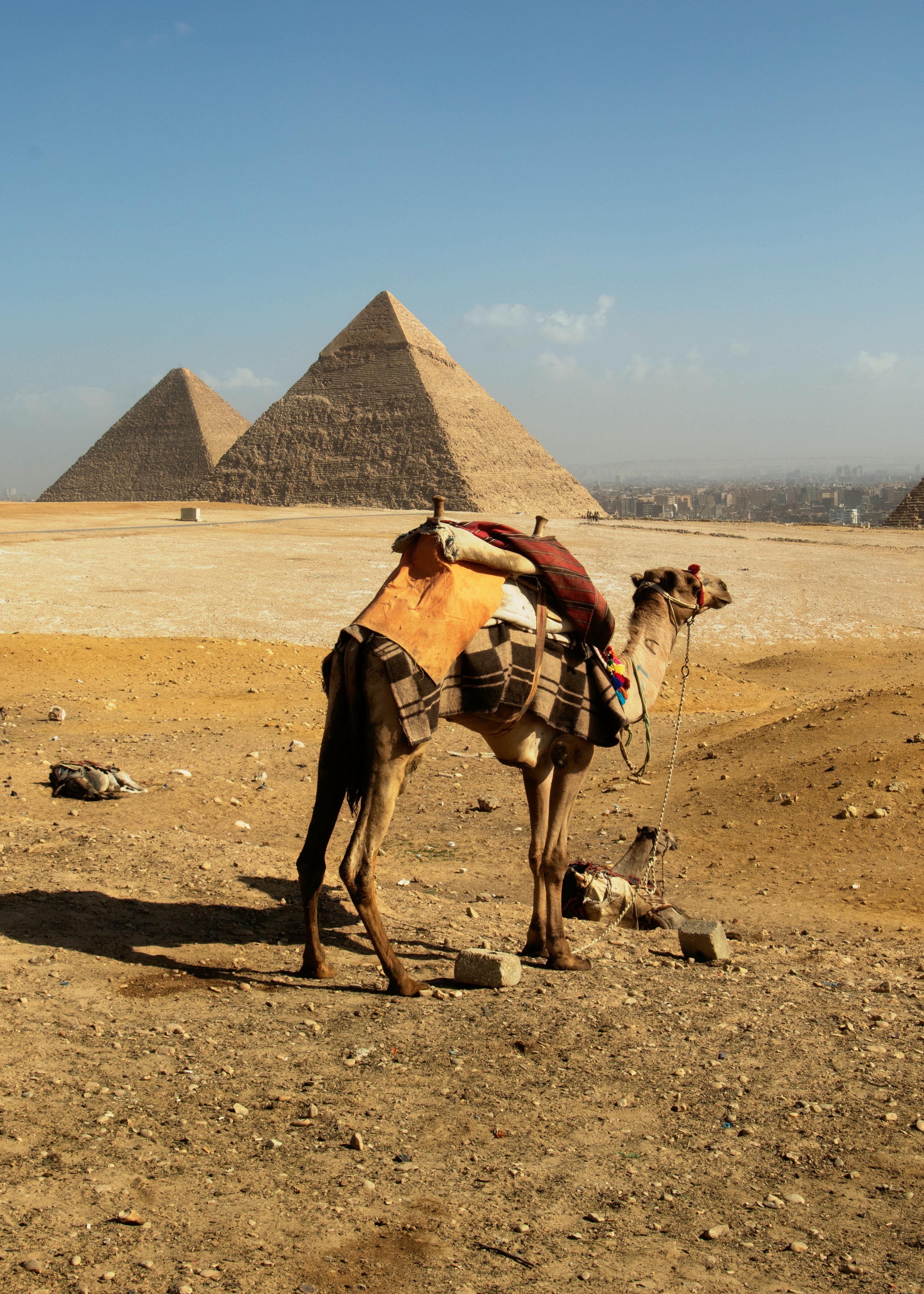 Египет: фестиваль Zamna Festival + Белая и Чёрная пустыни (11/23)