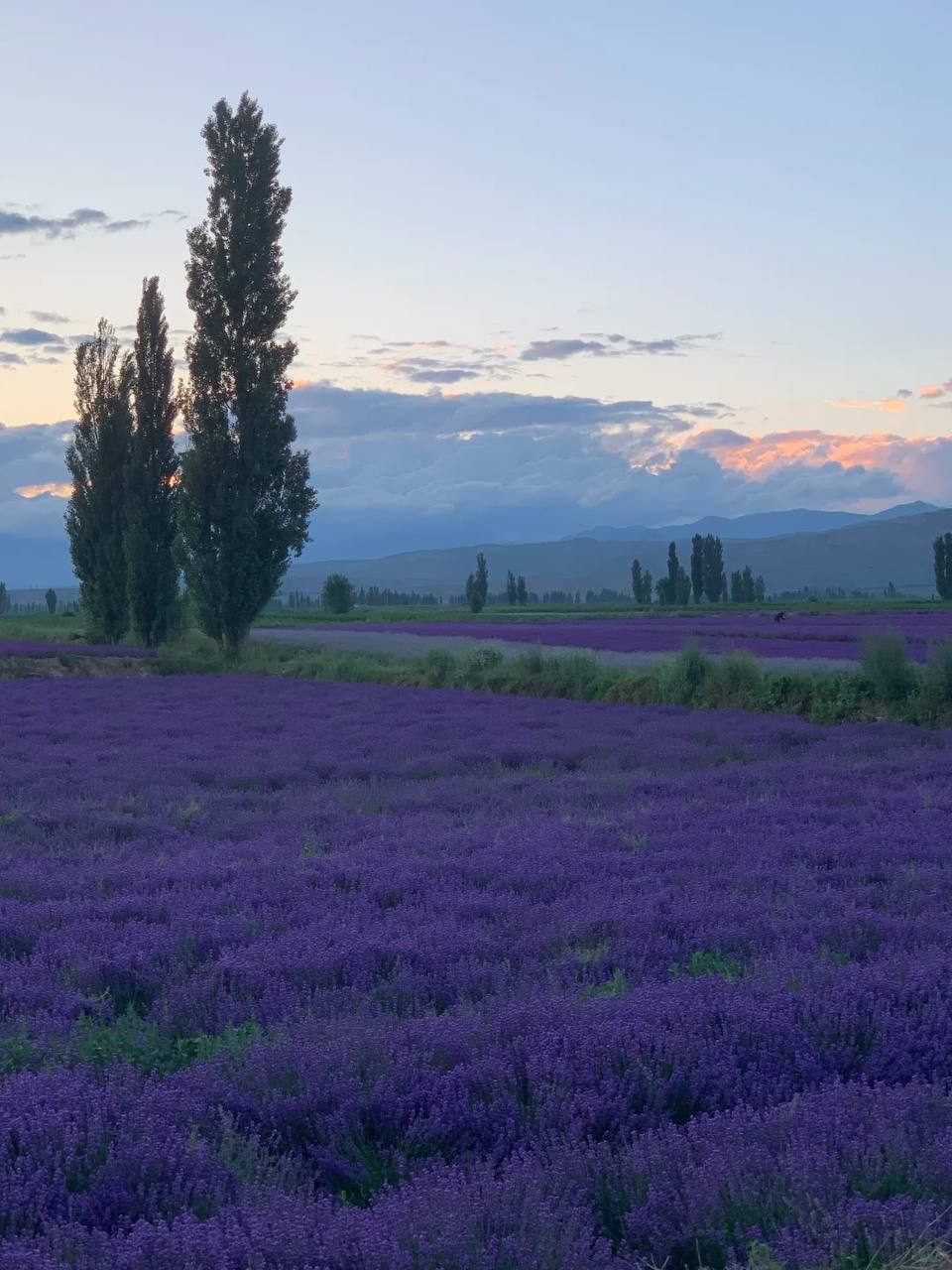 Конная разведка в Китай (23/38)