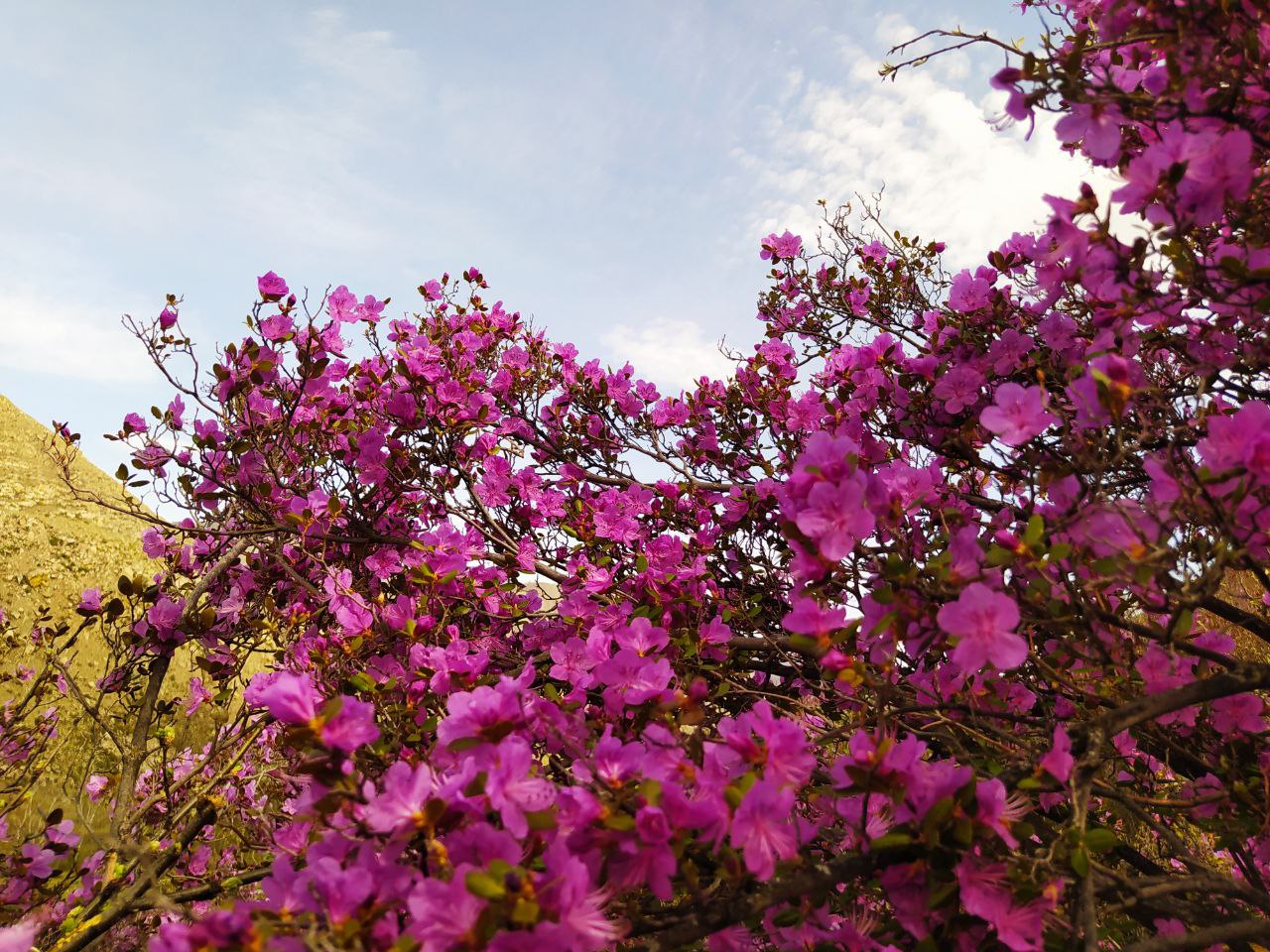 Туры на Алтай - по Чуйскому тракту до Алтайского Марса за 2 дня! (7/13)