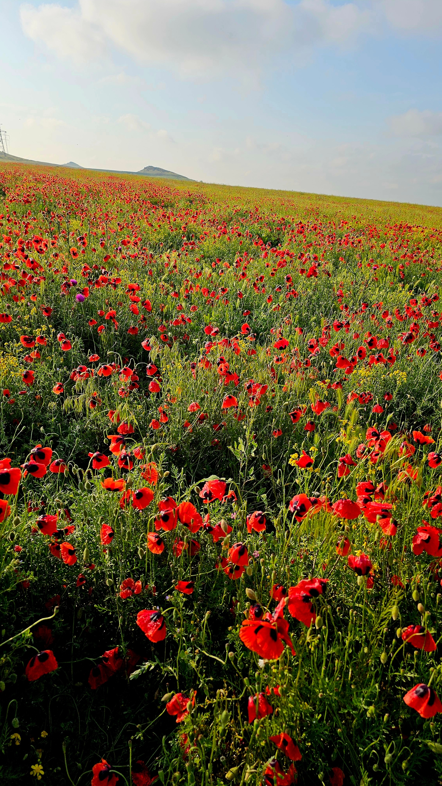 Весеннее пламя Дагестана (63/63)