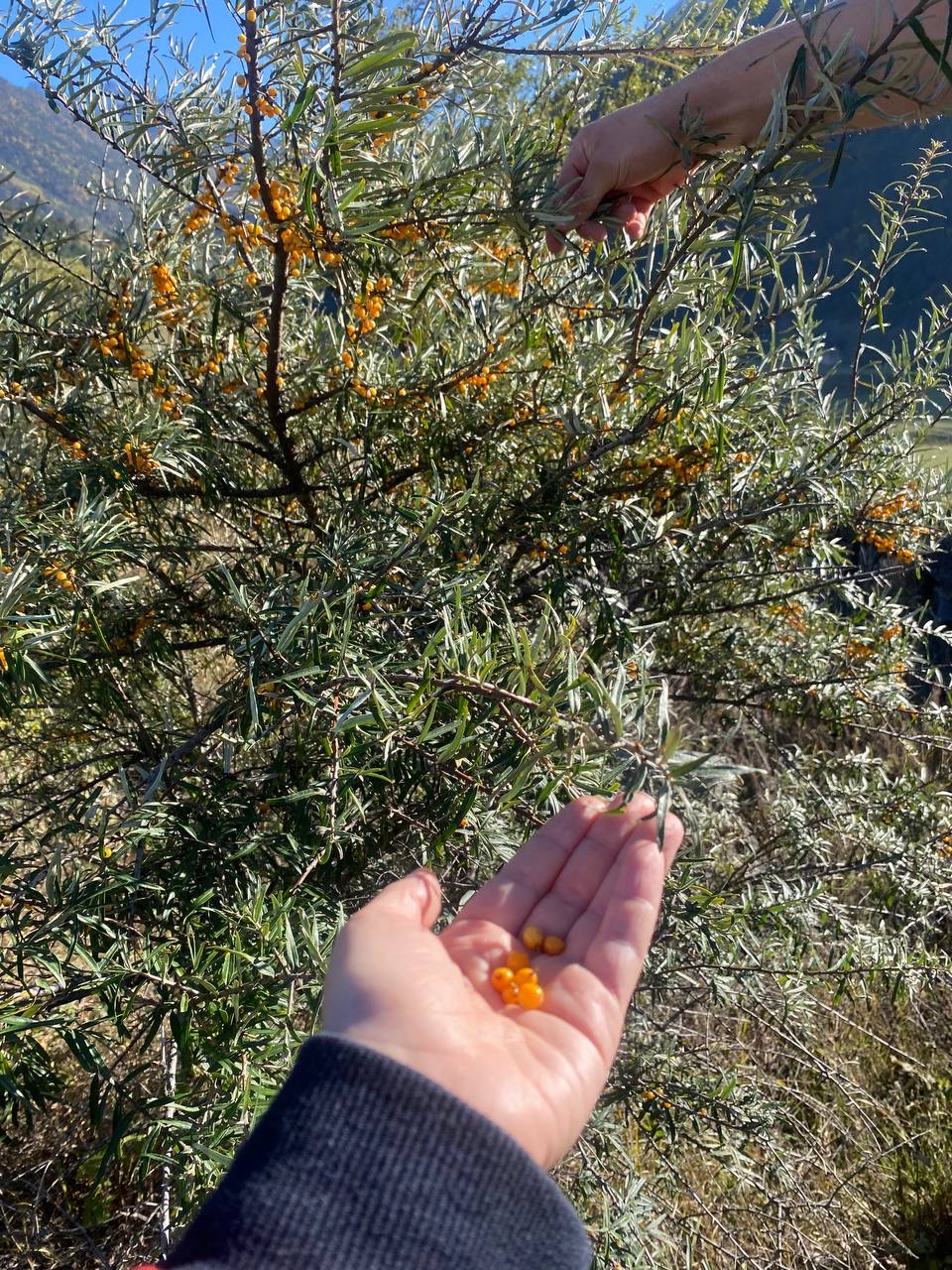 Тур 3 в 1: Северная Осетия, Горная Ингушетия и Чечня (Грозный), 3 дня из Краснодара (6/8)