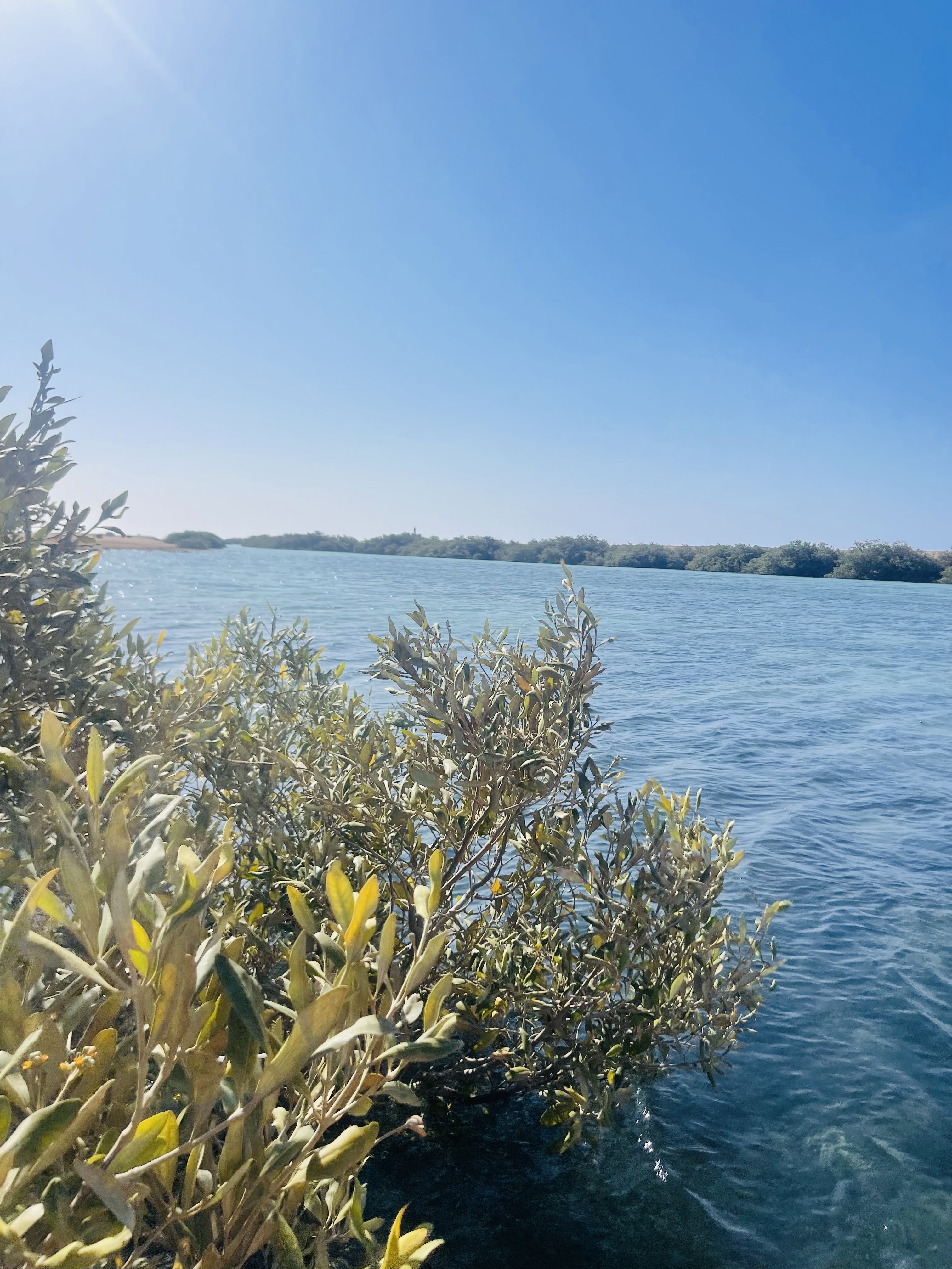 Индивидуальная экскурсия в заповедник рас Мухамад с обедом море продукты на пляже (14/28)